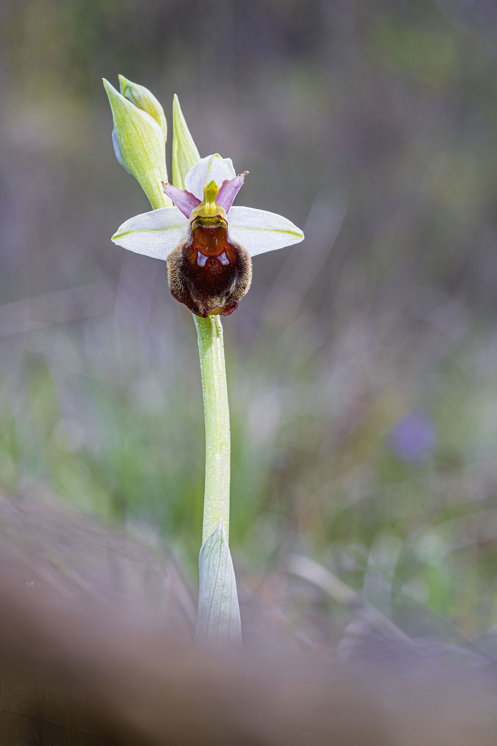 Ophrys crabronifera