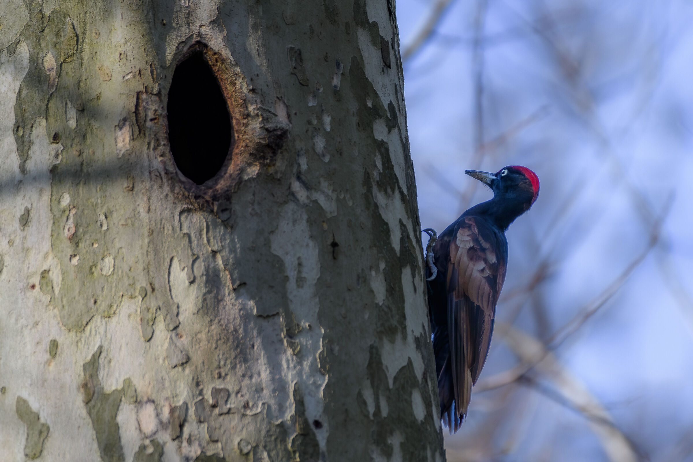 The woodpecker and his home