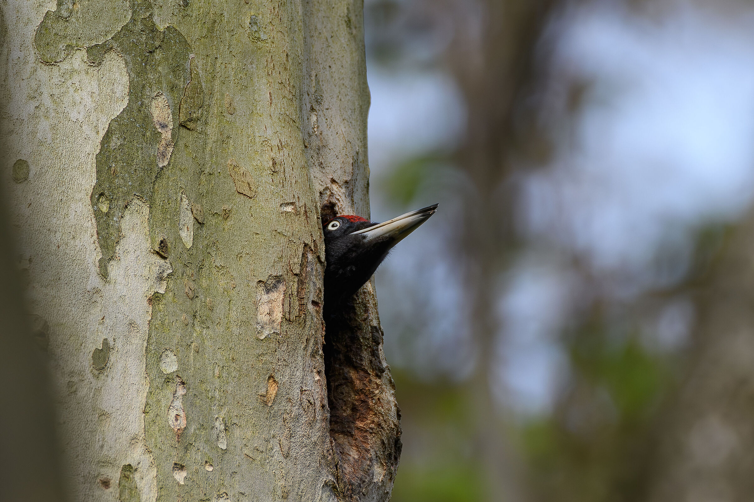 Curious black woodpecker