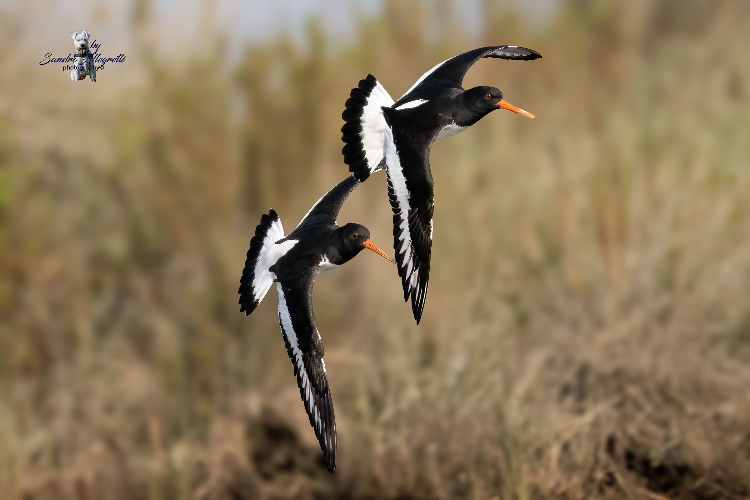 The oystercatcher (Haematopus ostralegus)
