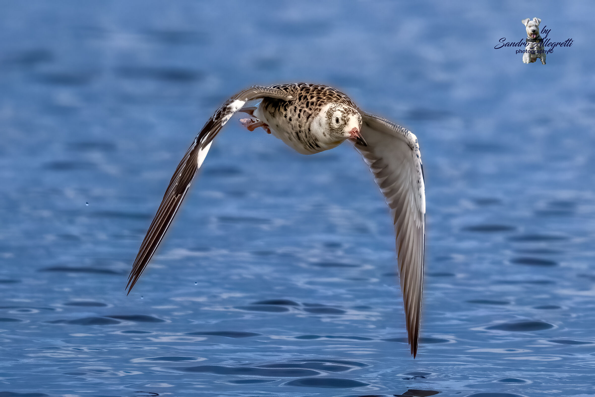 The Fighter (Calidris pugnax)