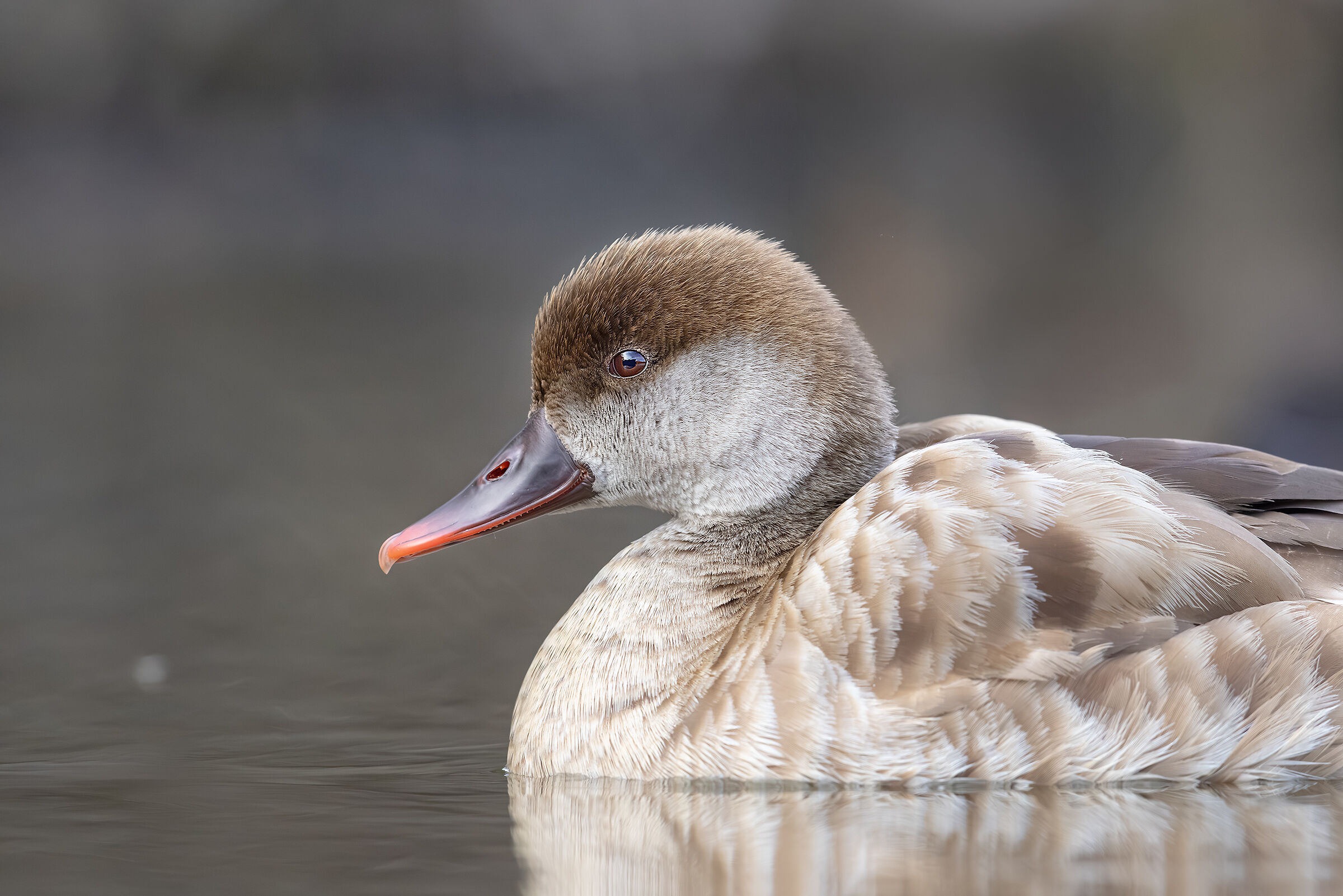 Netta rufina ( Pochard turco , female)