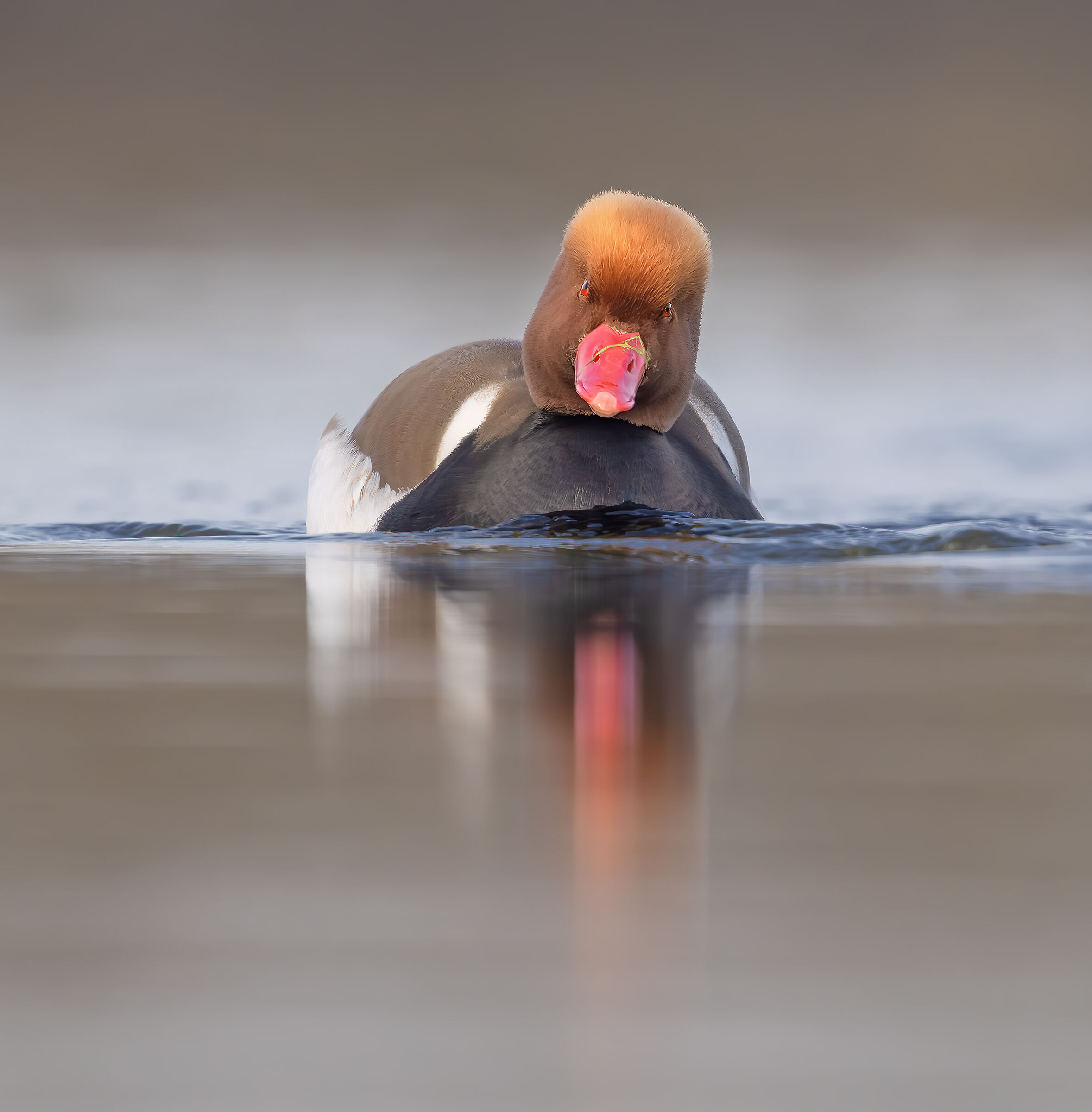 Netta rufina ( Pochard turco , male)