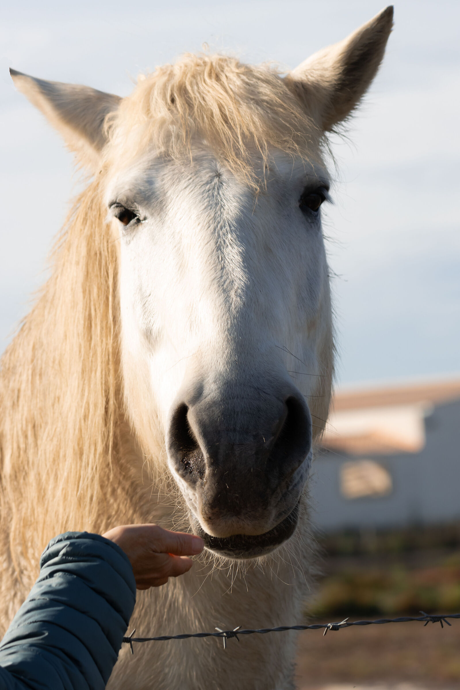 From the world of horses