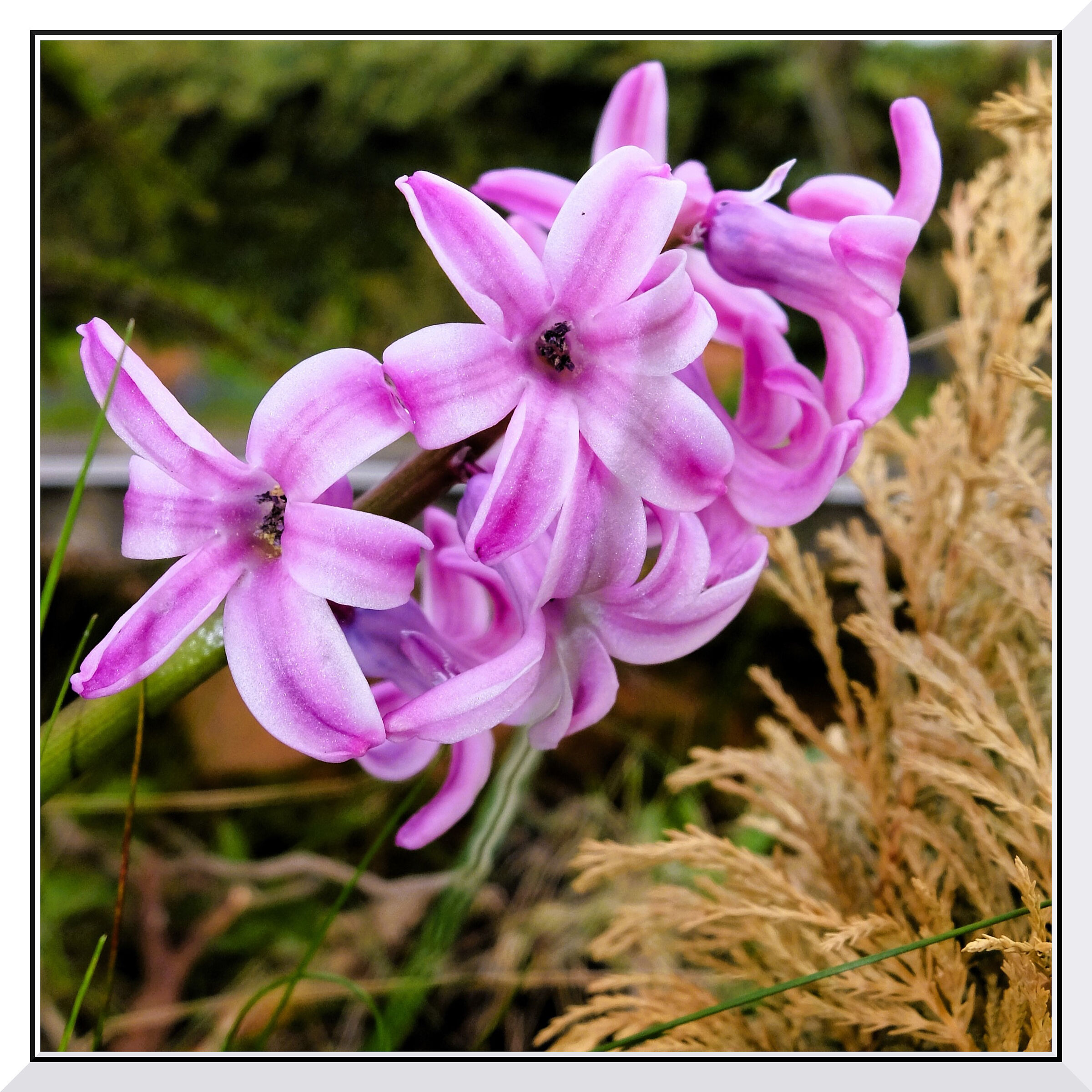 fiori rosa
