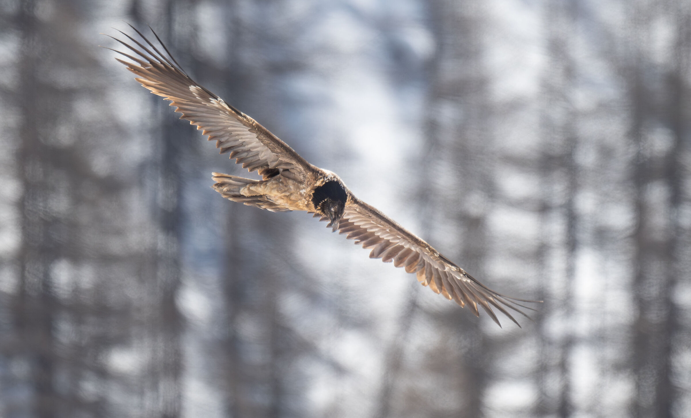 Young bearded vulture