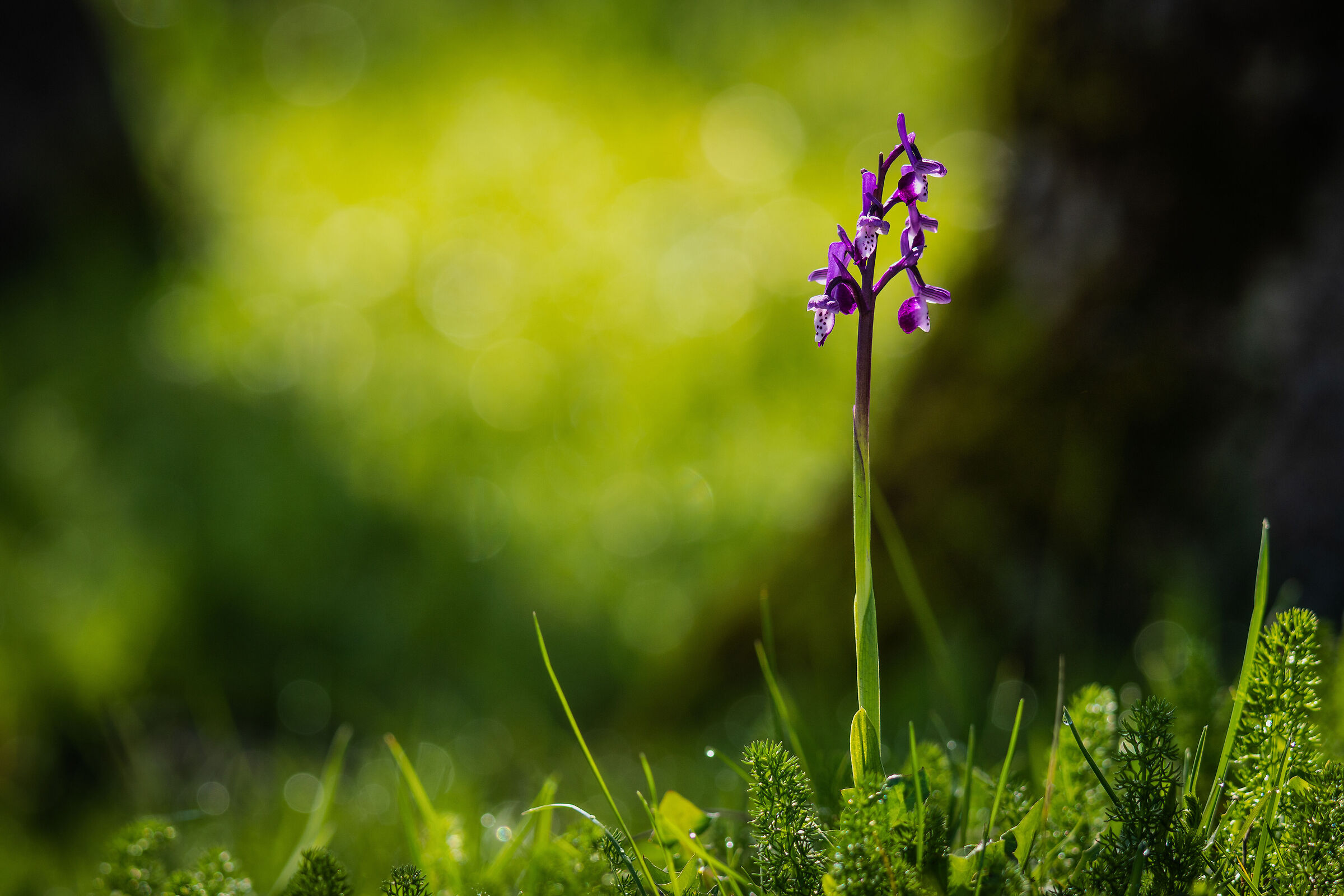 Anacamptis longicornu