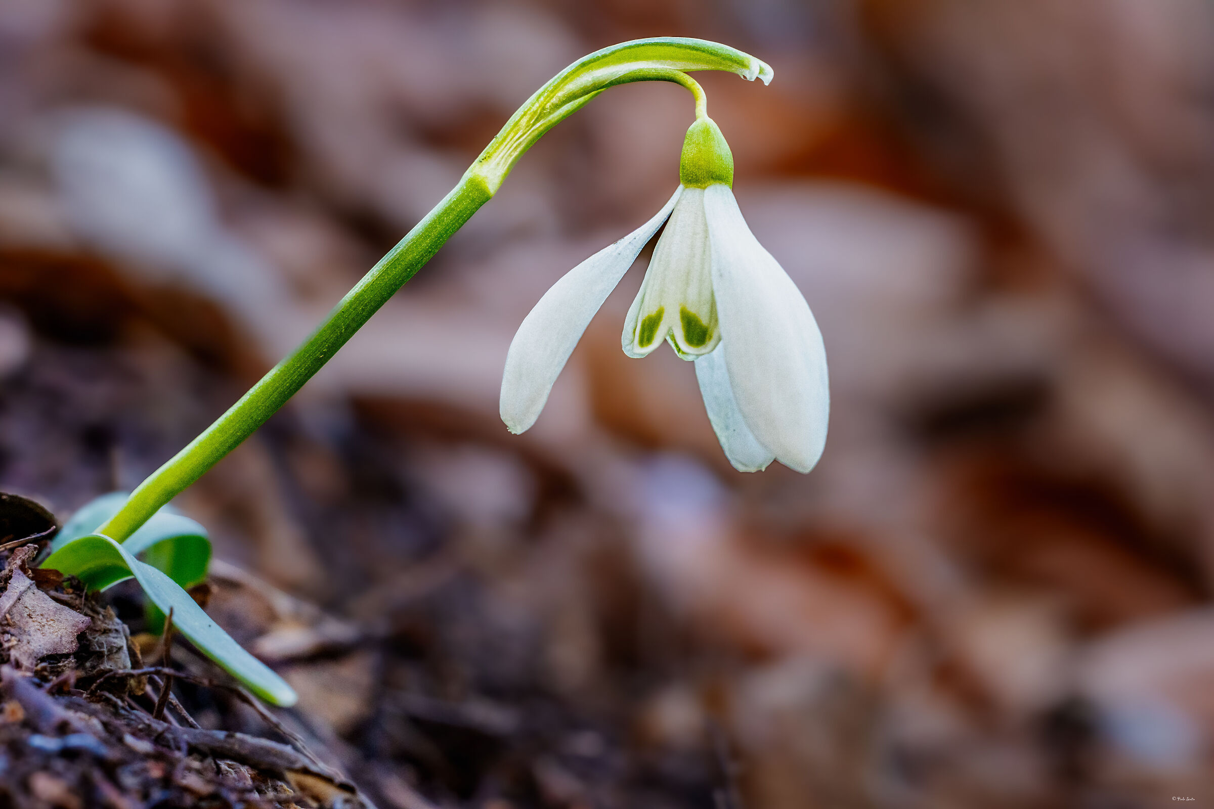 Snowdrops