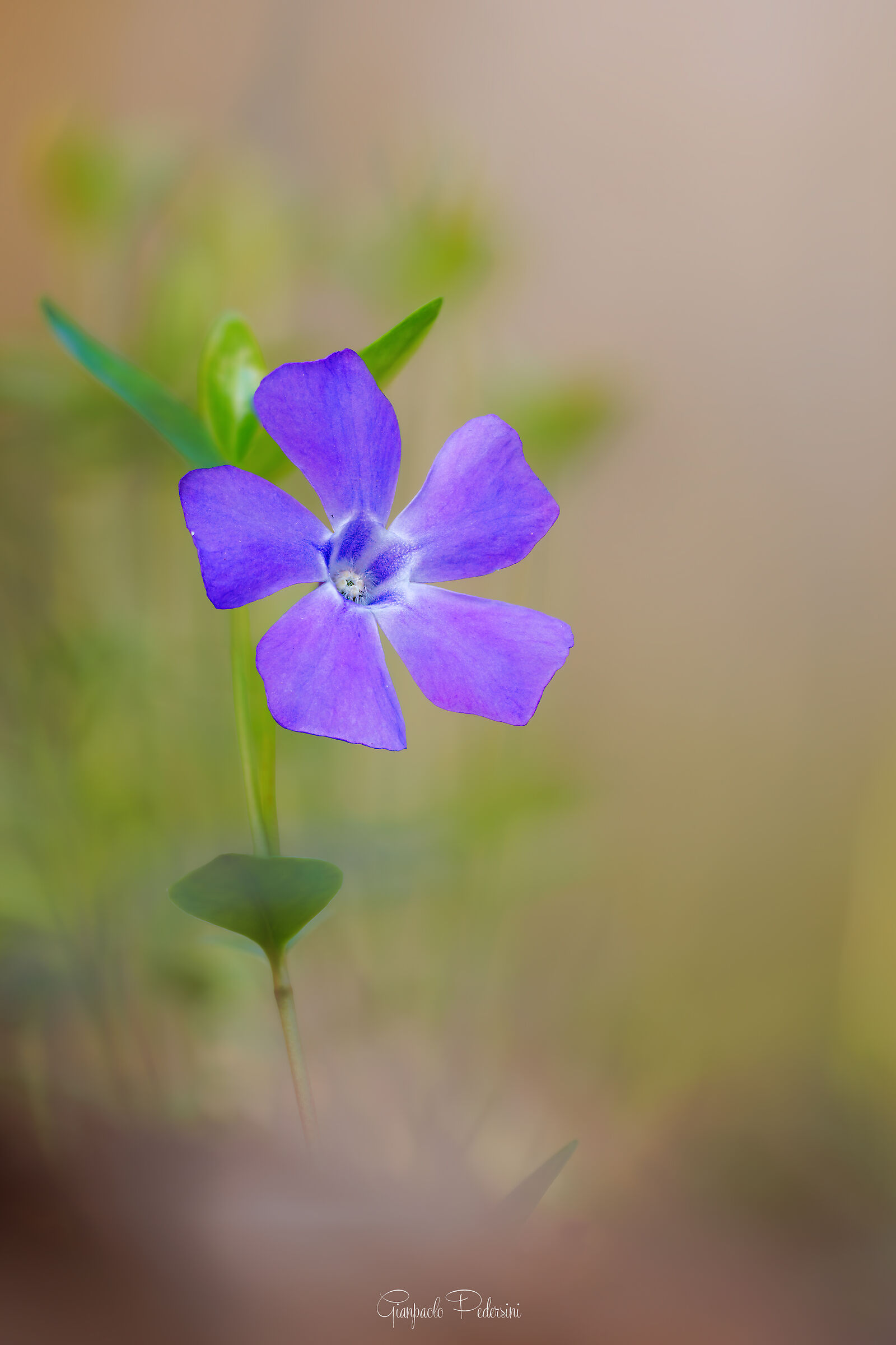 Periwinkle