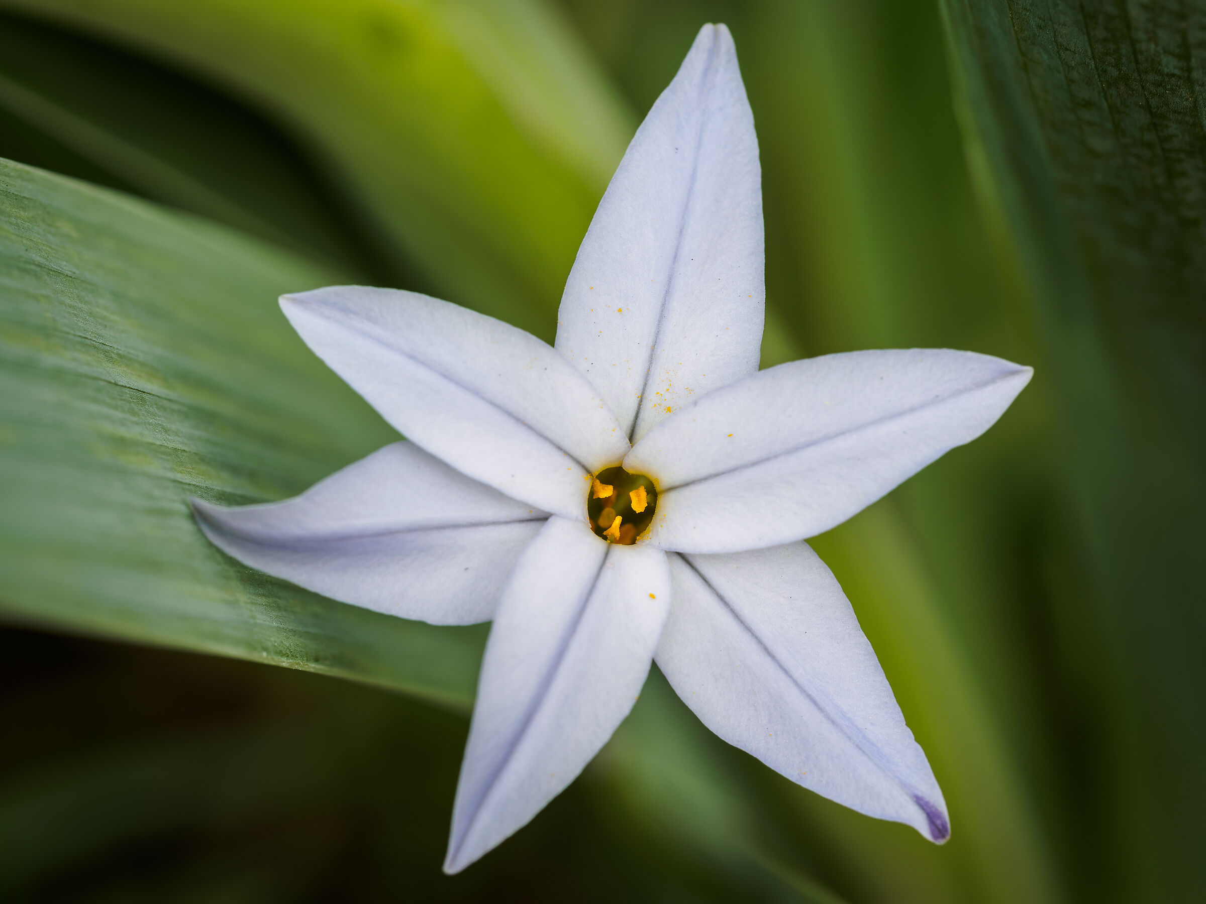 Stella di primavera