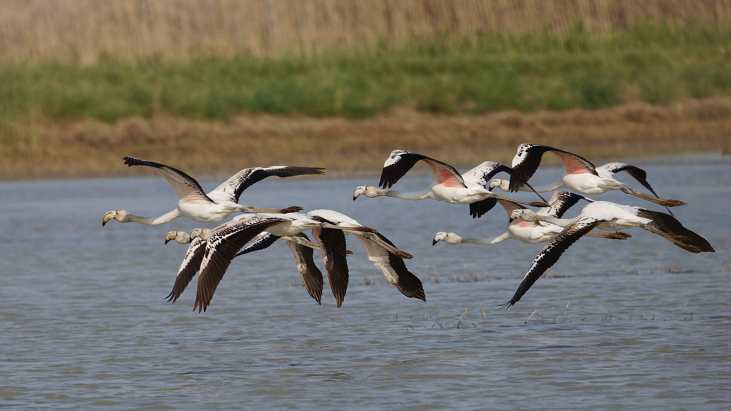 Giovani in volo