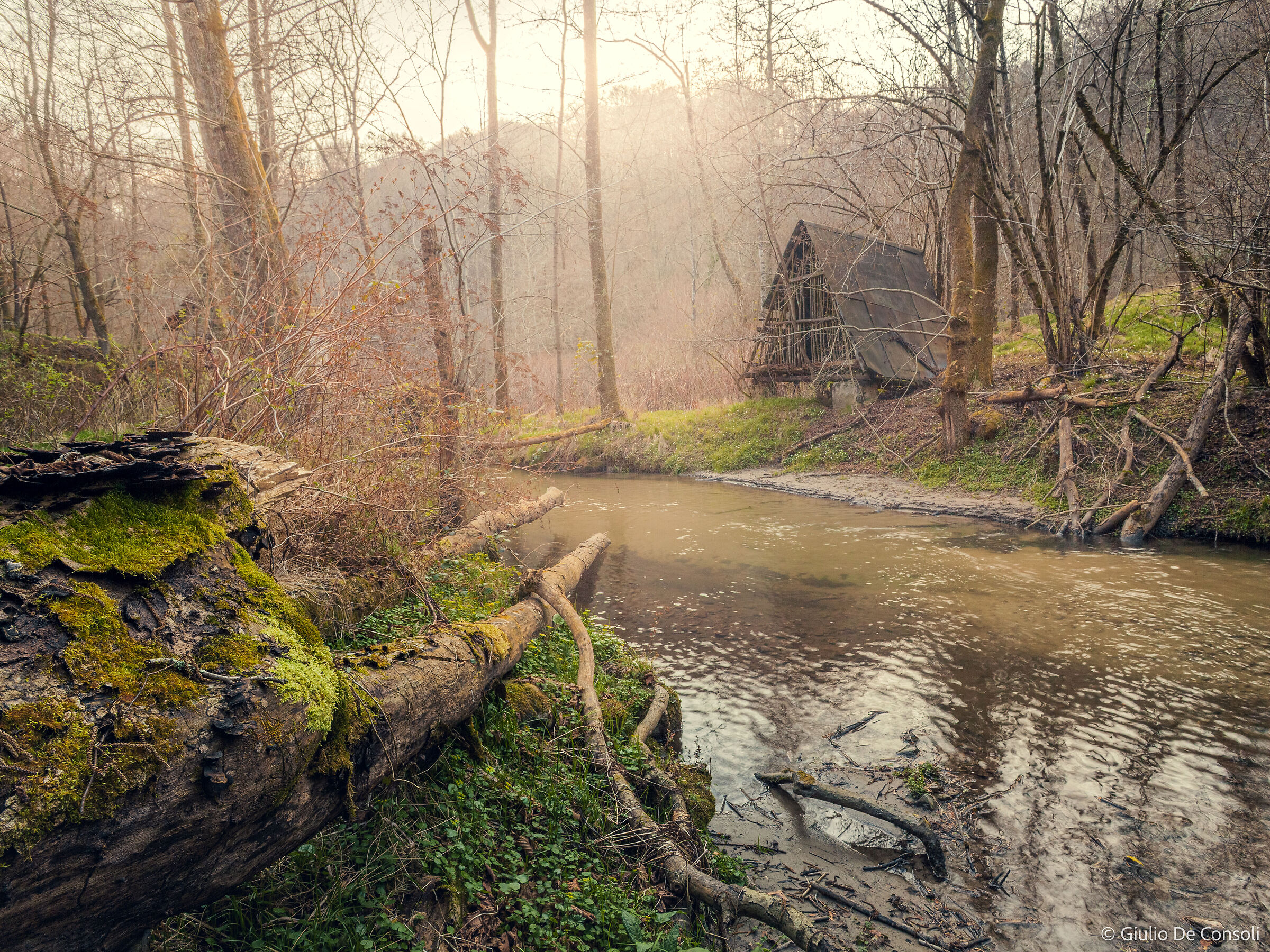 In the grove of my imagination...