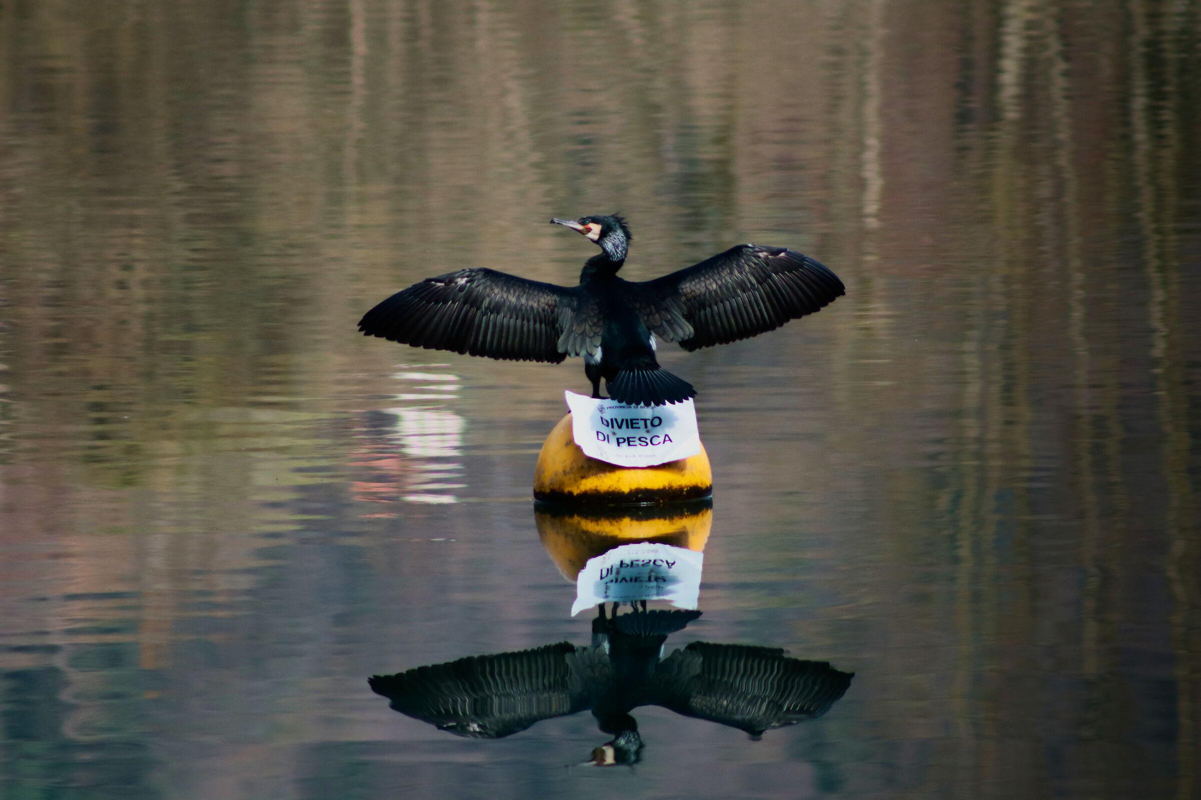 raise your wings! You can't fish here