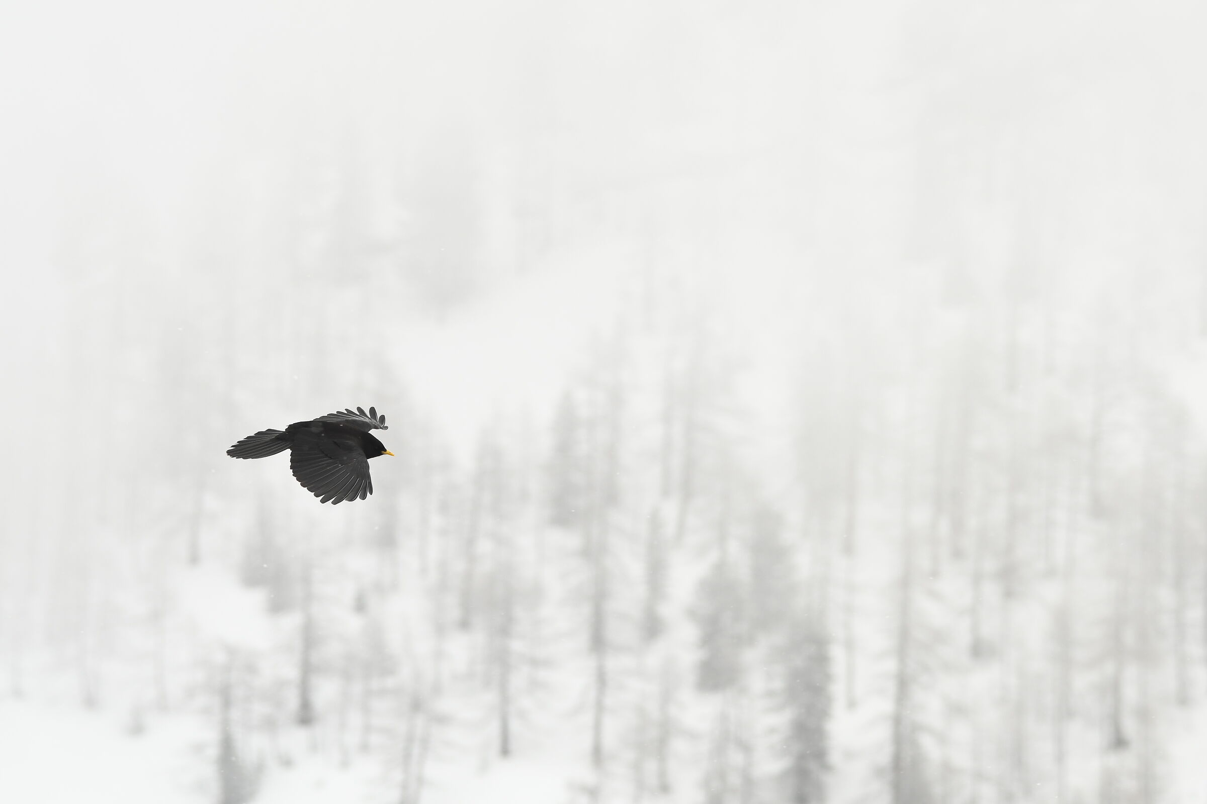 corvo nel Gran Paradiso