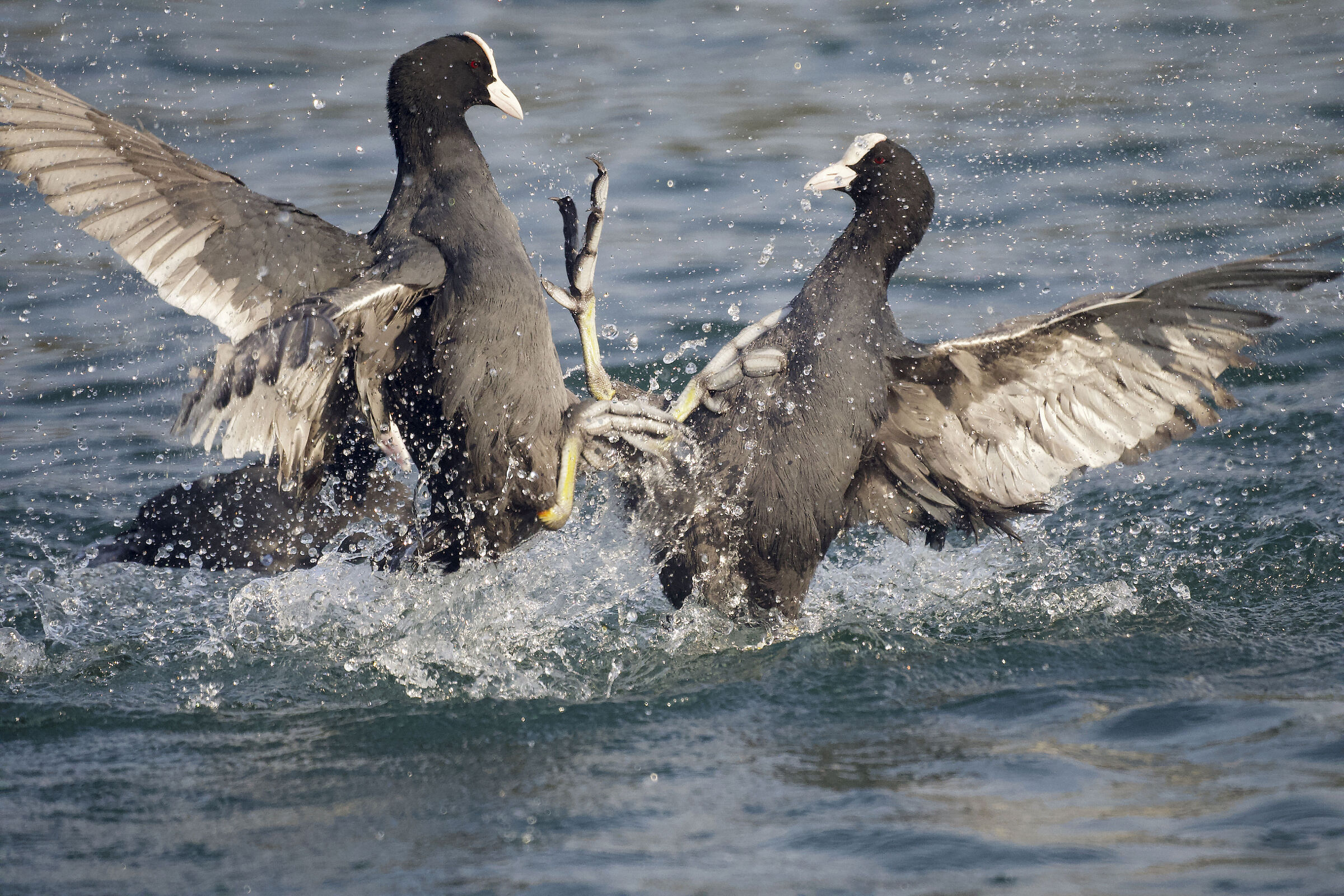 Coot Fight