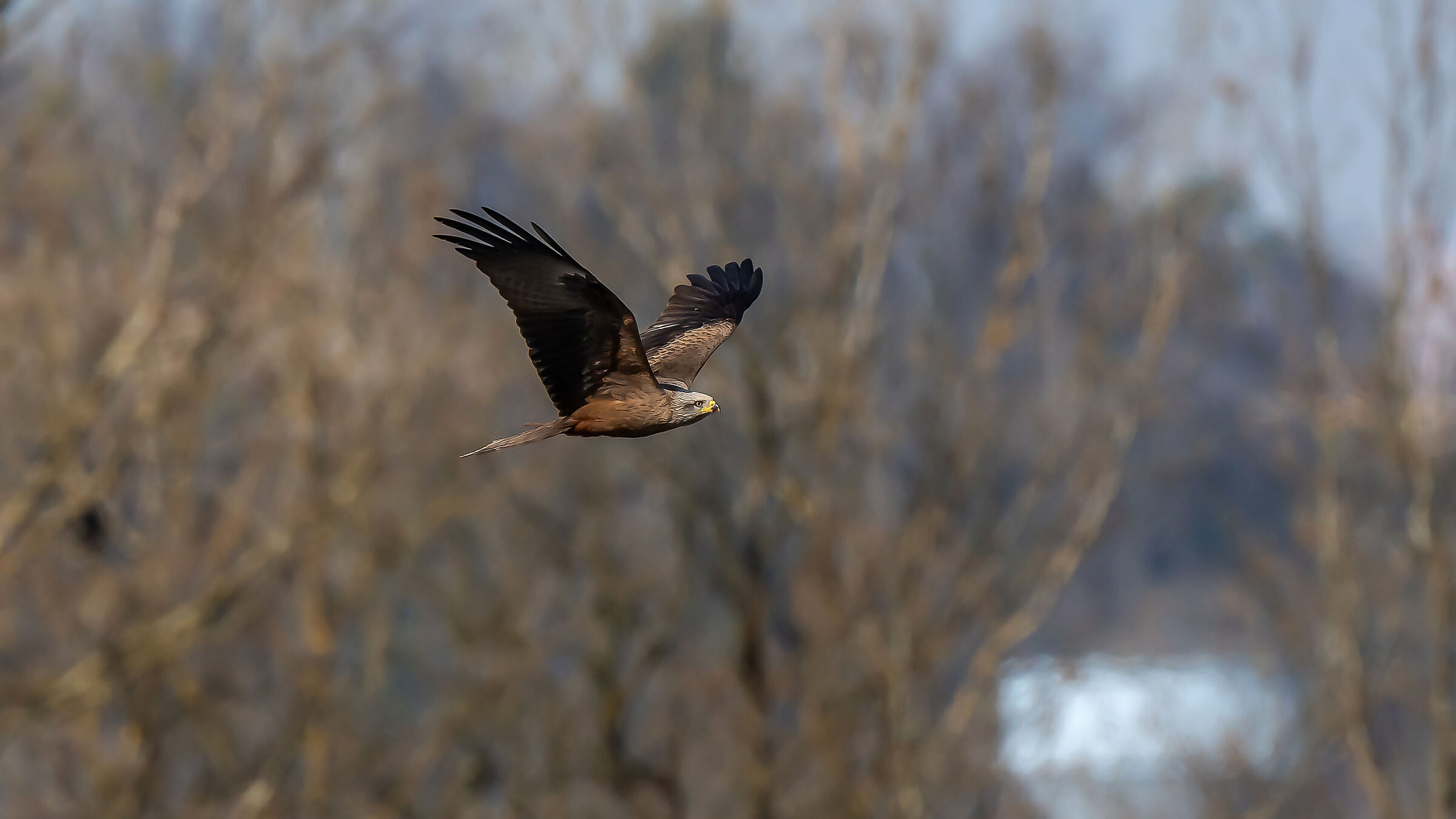 Marsh harrier quite far away