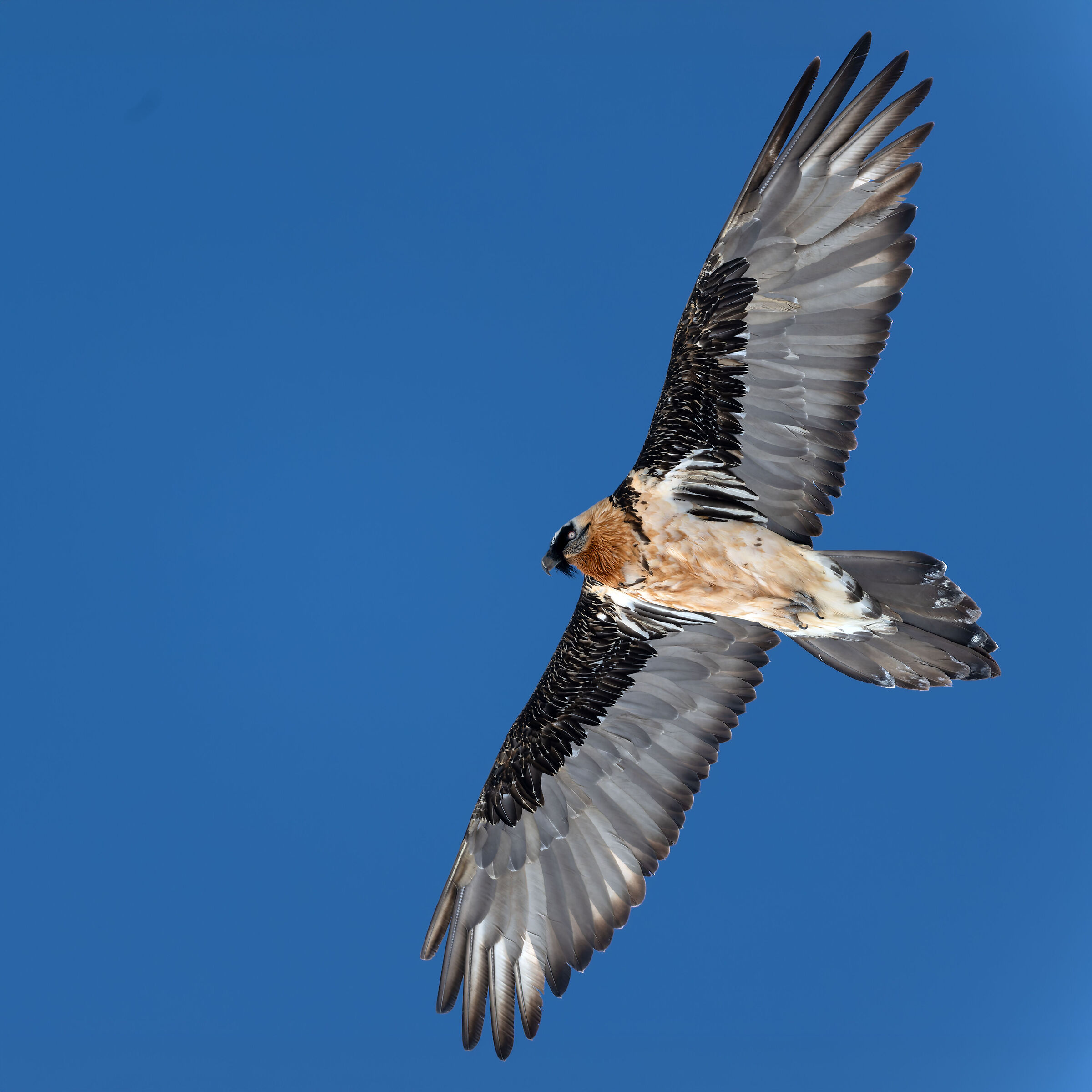 Gypaetus Barbatus - Gran Paradiso National Park