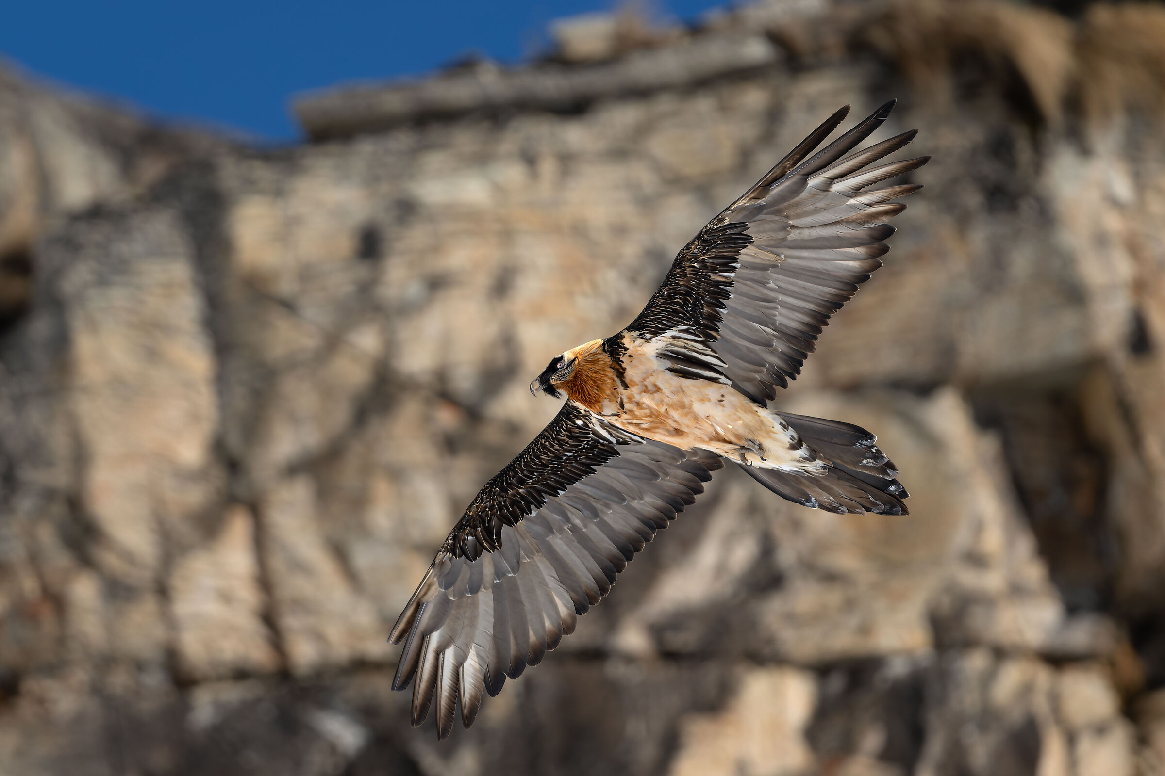 Gypaetus barbatus- Gran Paradiso National Park