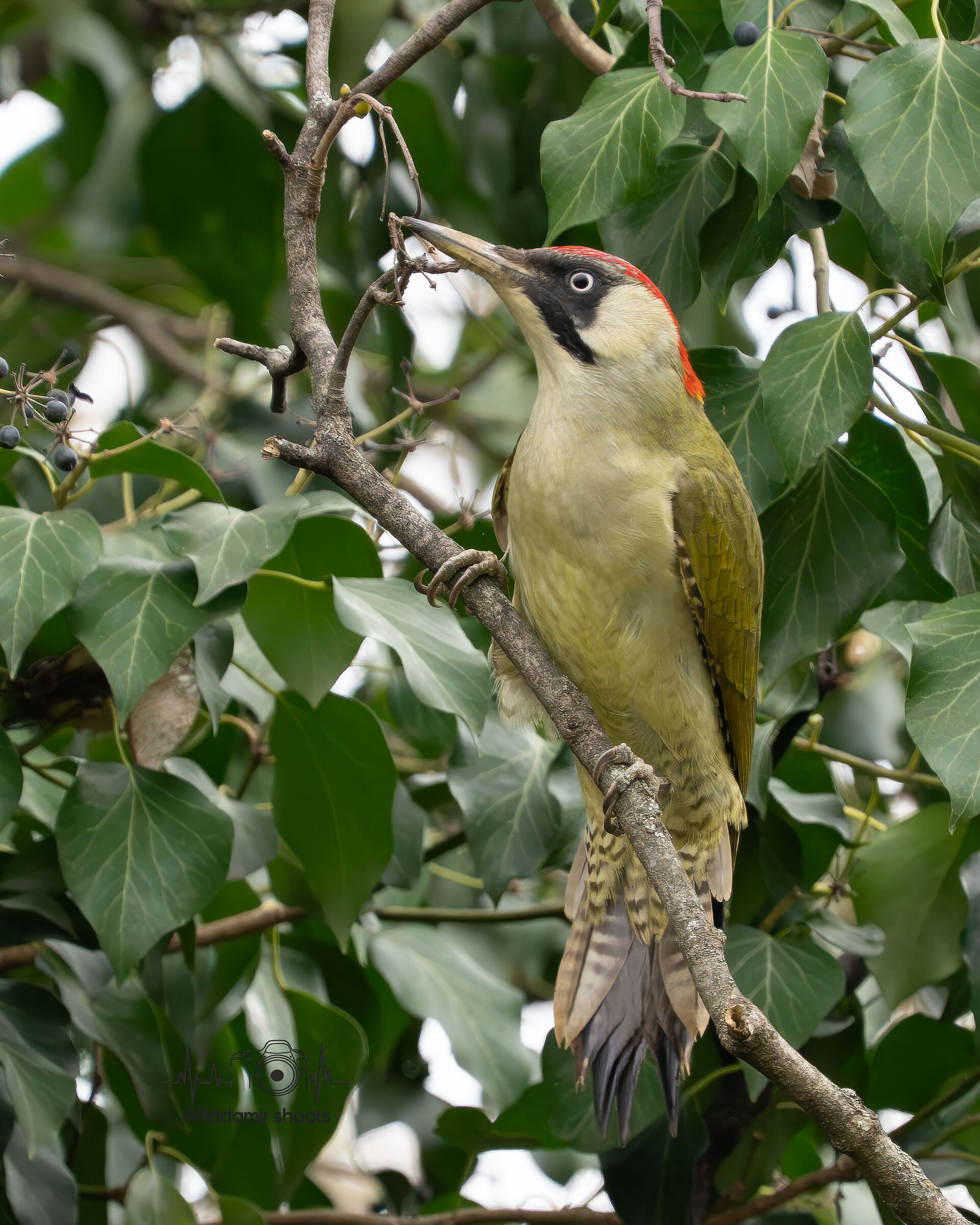 Green woodpecker