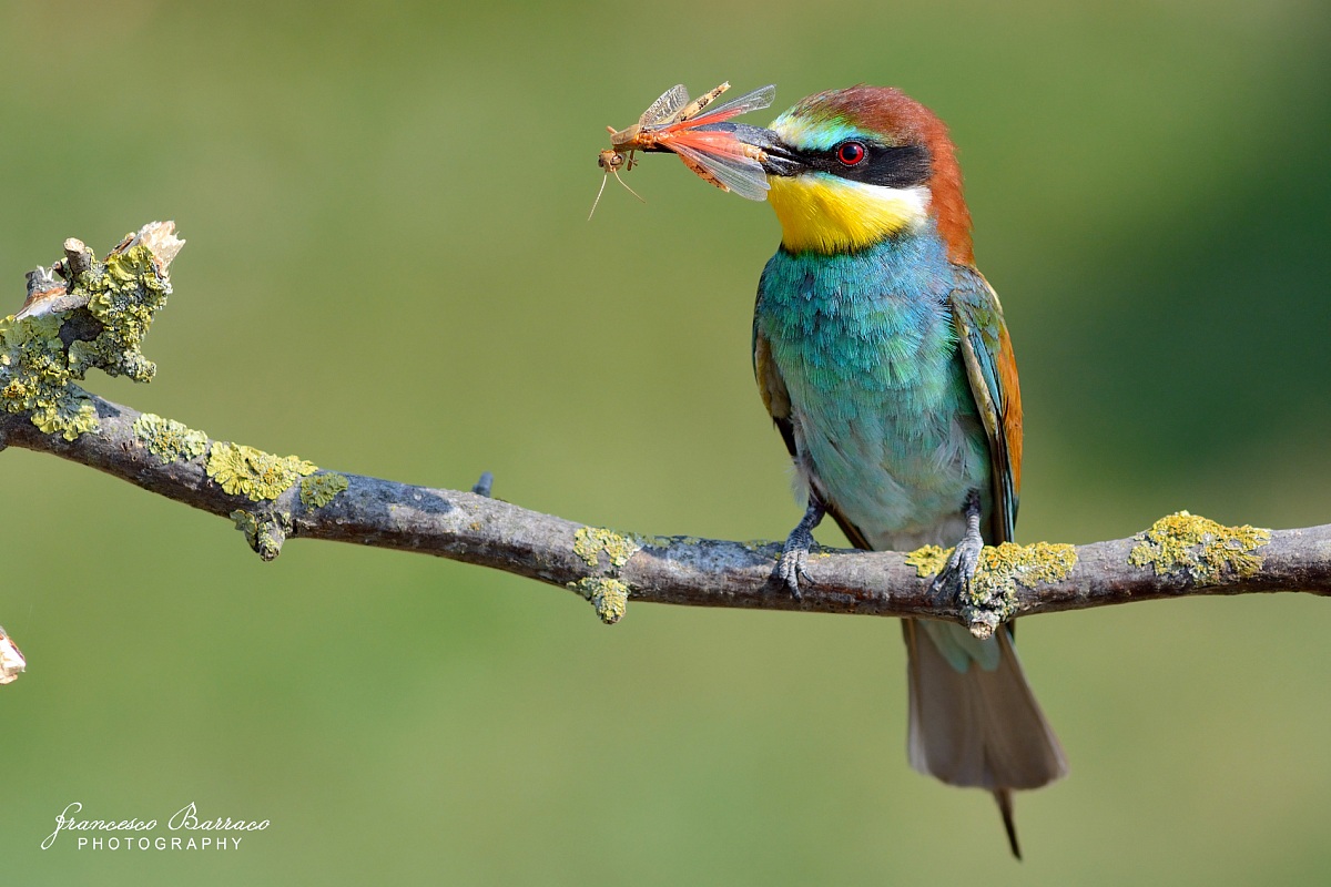 Bee-eater