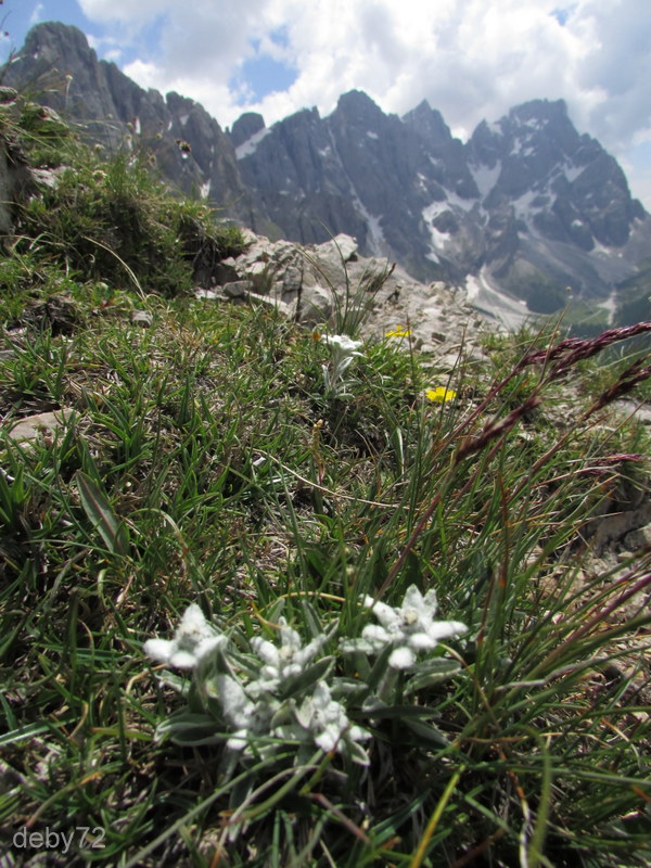 Le Pale di San Martino con stelle alpine