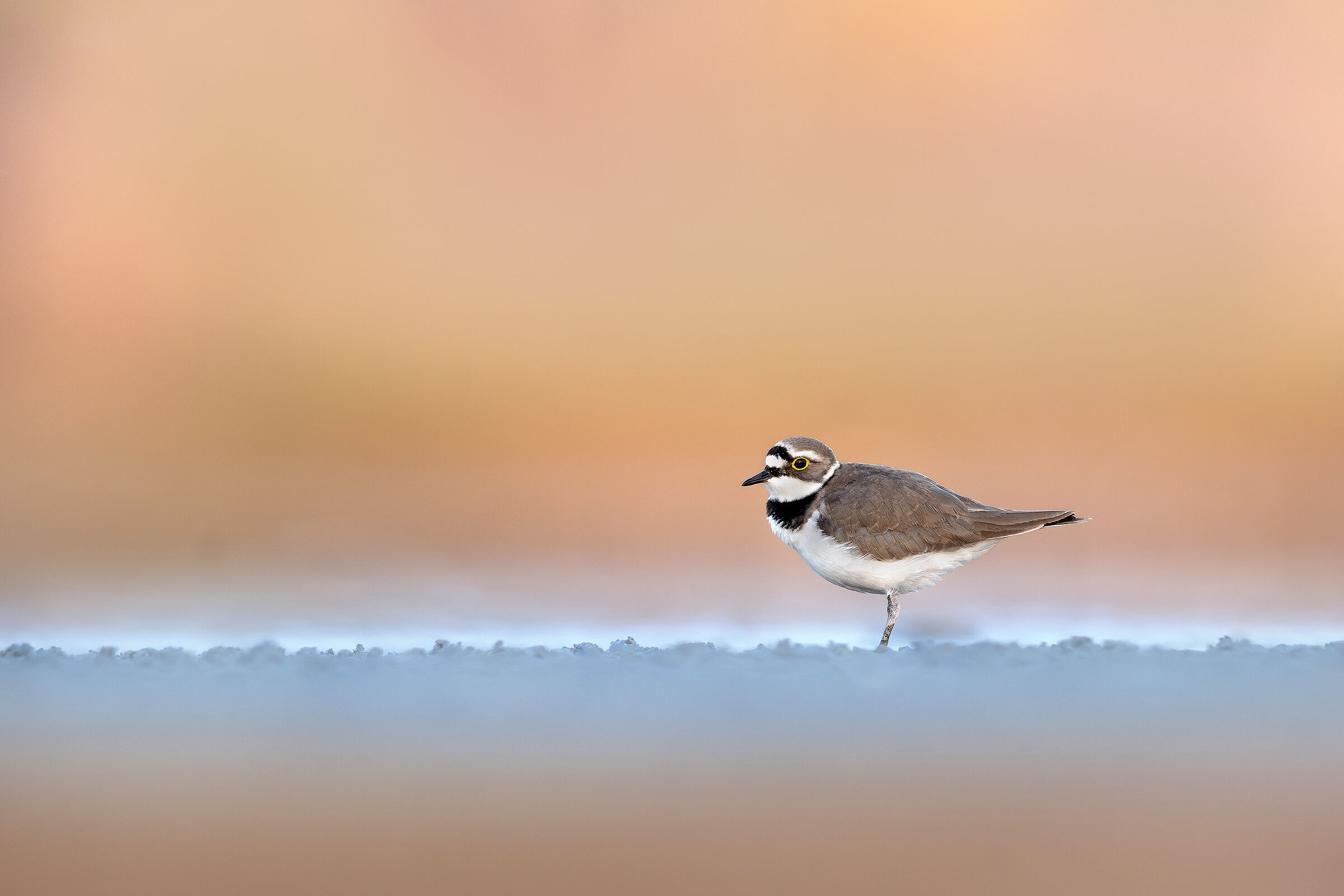 Small courier
