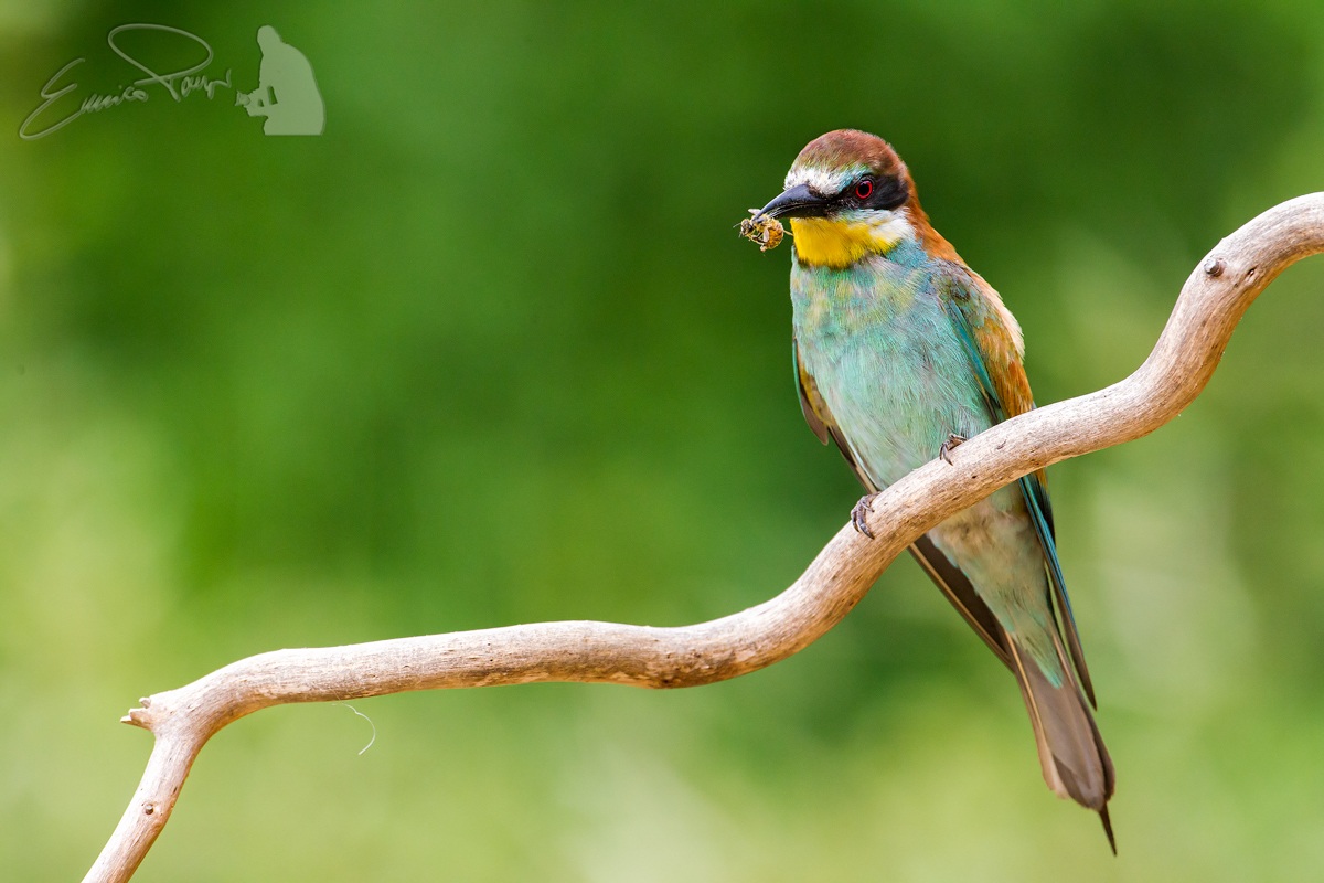 Bee Eater 2013