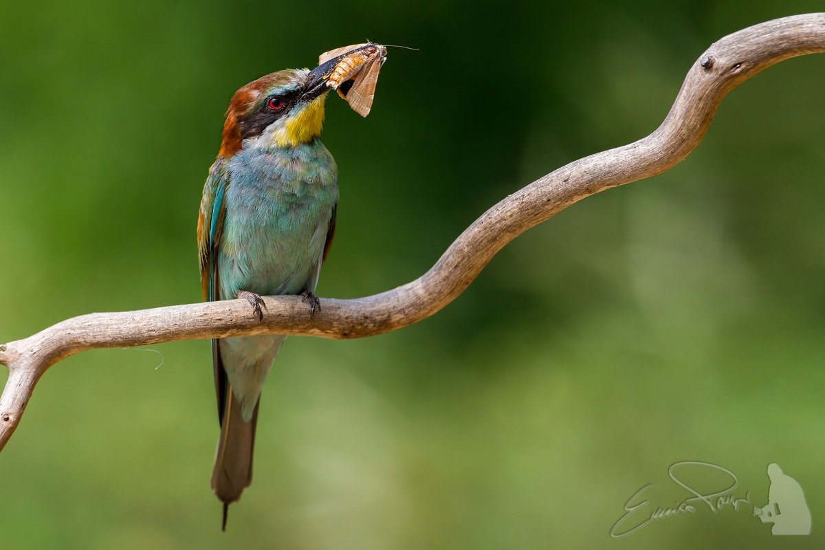 Bee Eater 2013