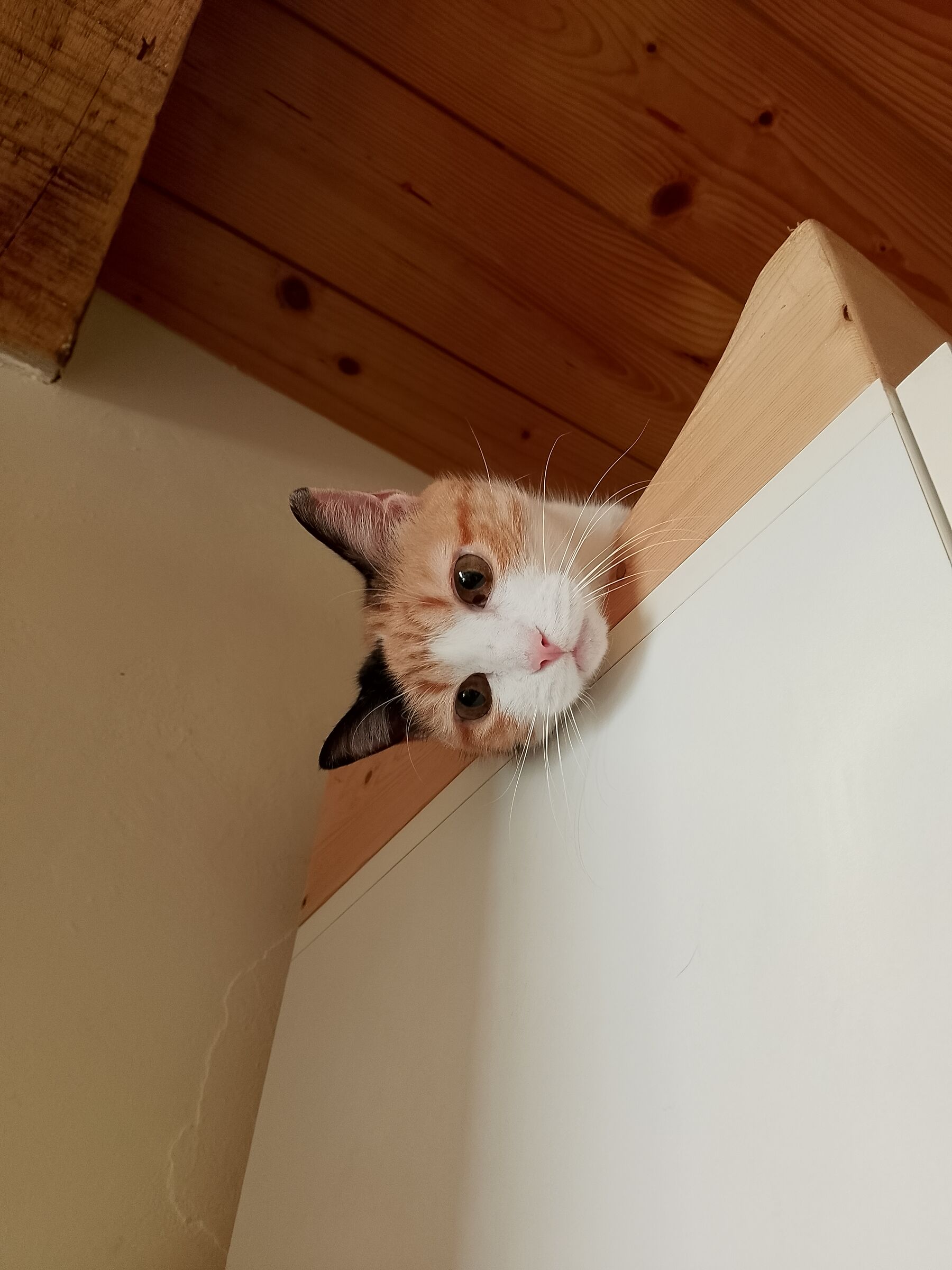 I am Milú: the princess of the house!
