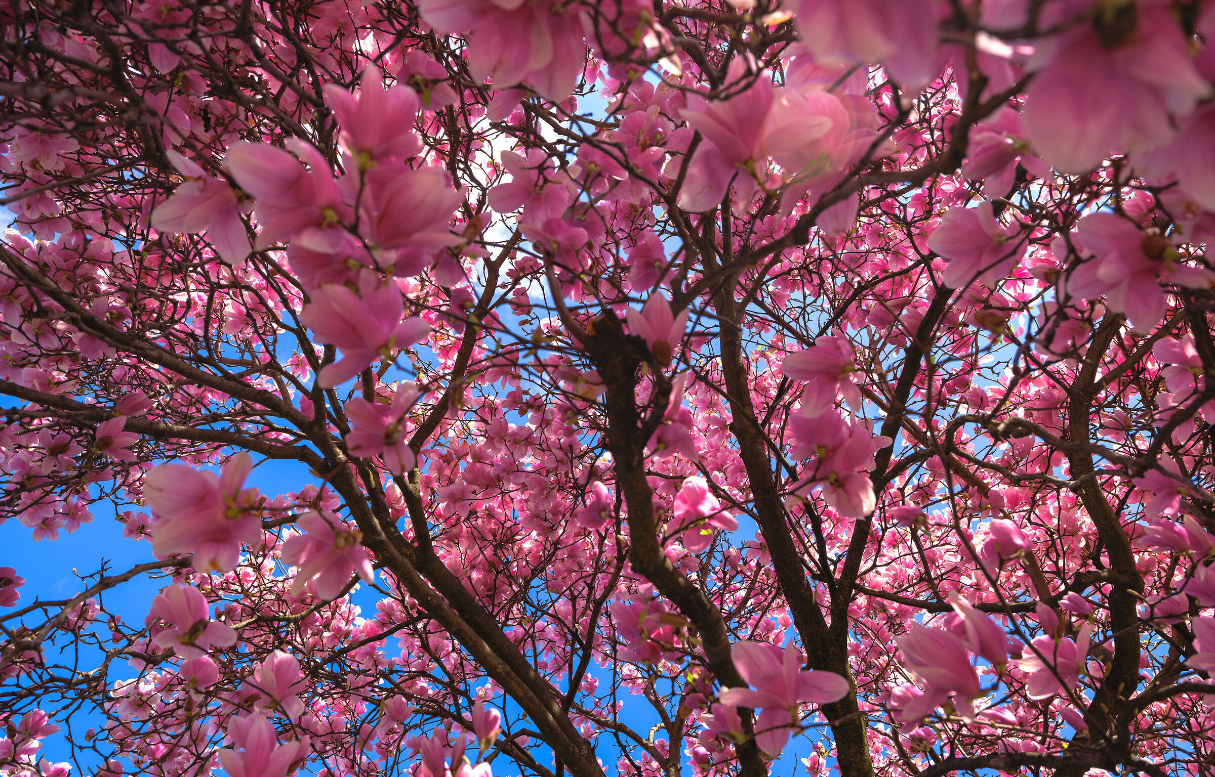 La primavera