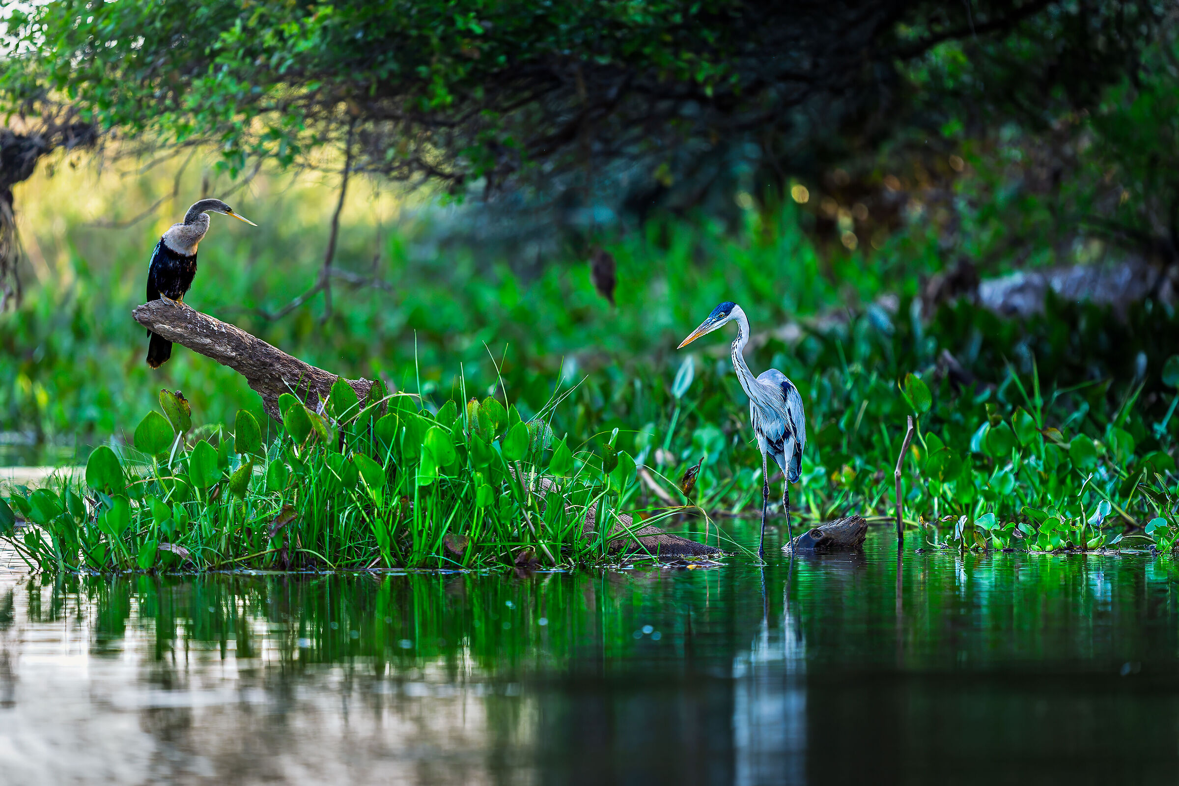 Pantanal
