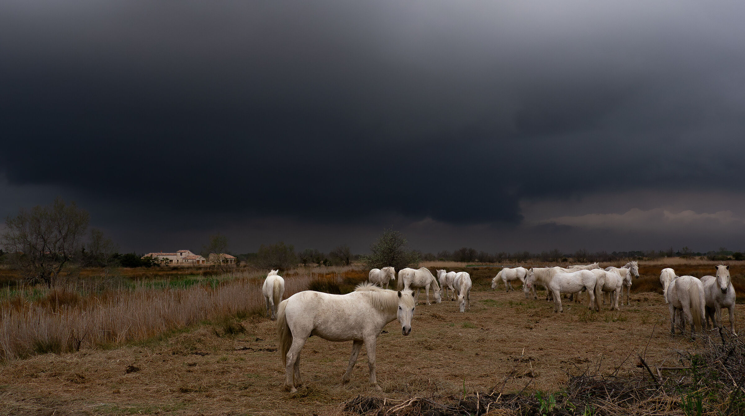 Camargue.