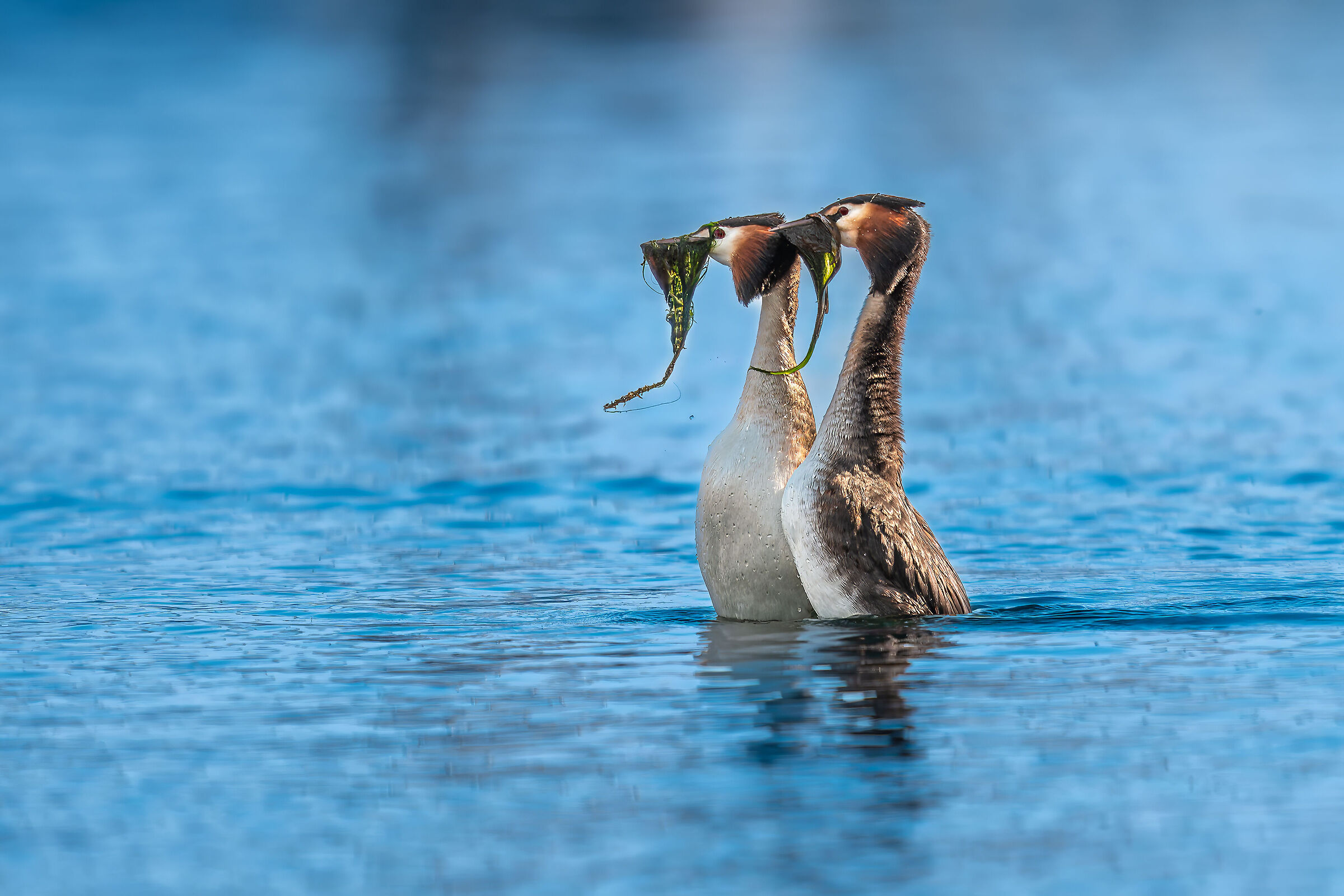 The dance of the Great Crested Grebes