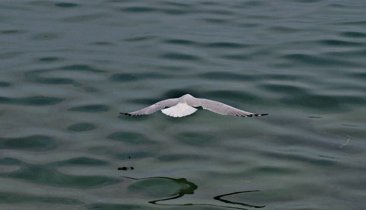 Libero di volare