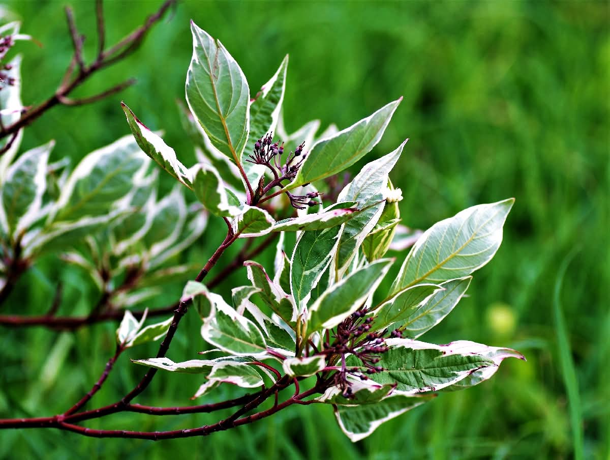 In mezzo al verde