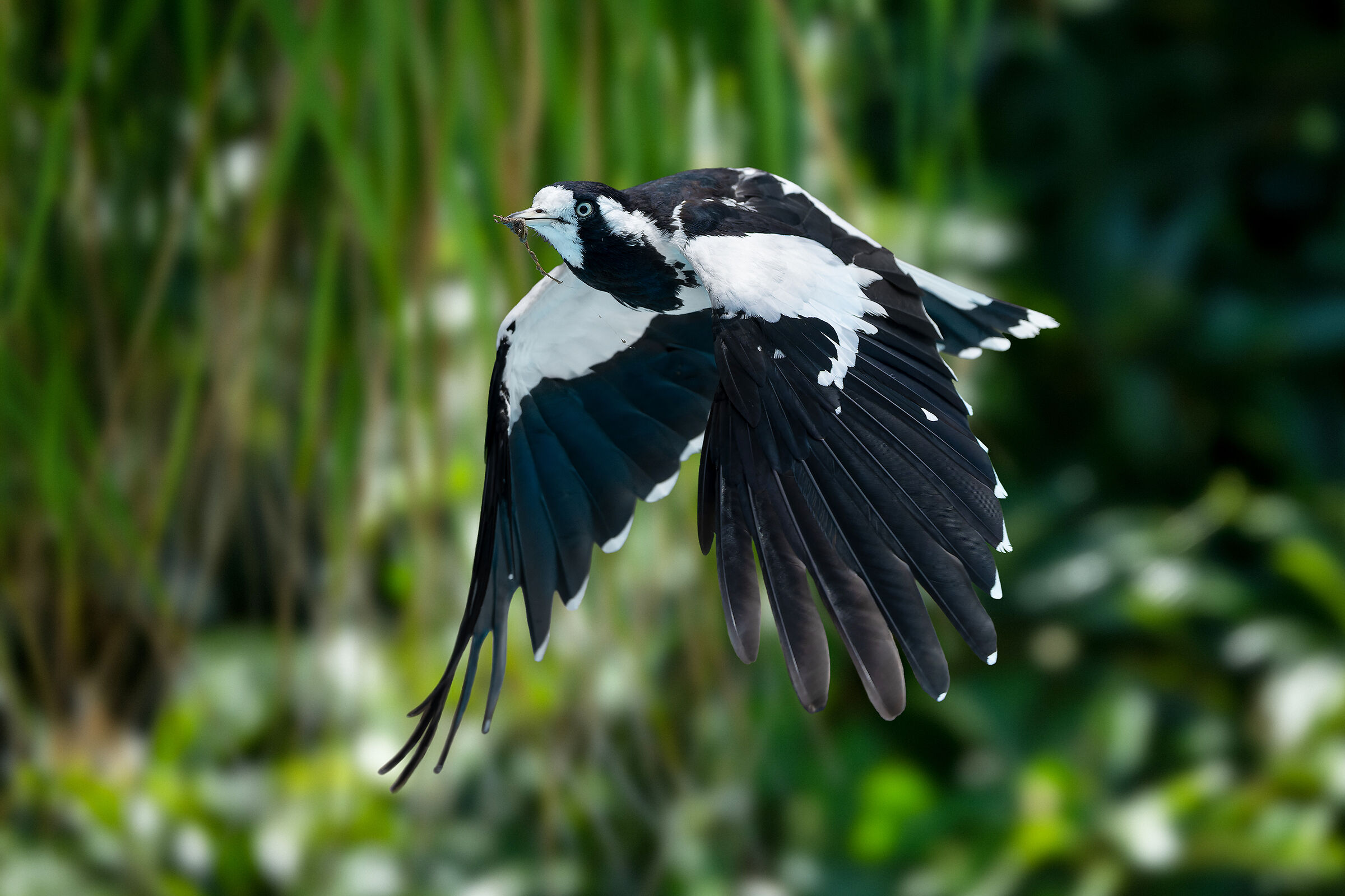 Grallina cyanoleuca