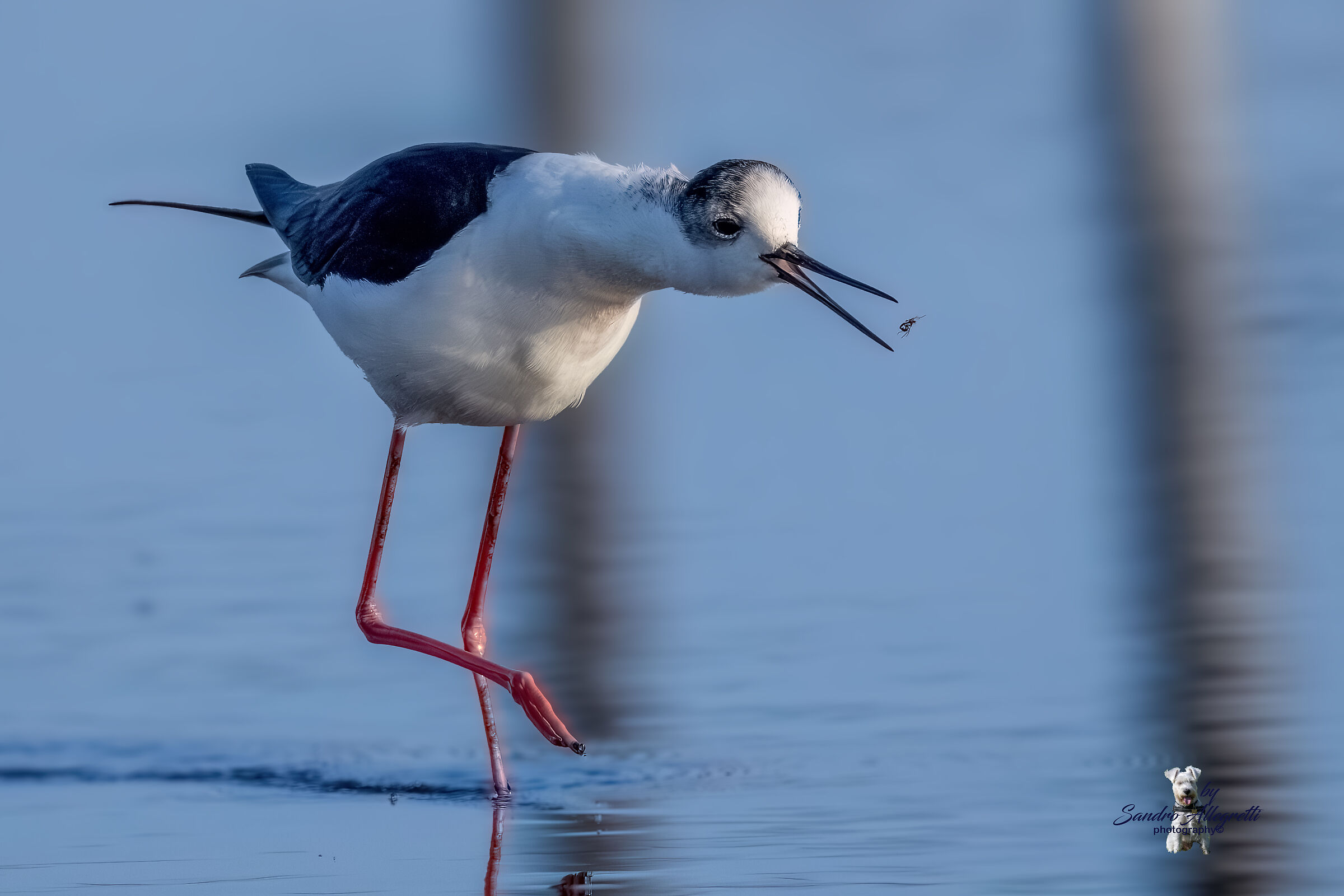The Black-winged Stilt (Himantopus himantopus)