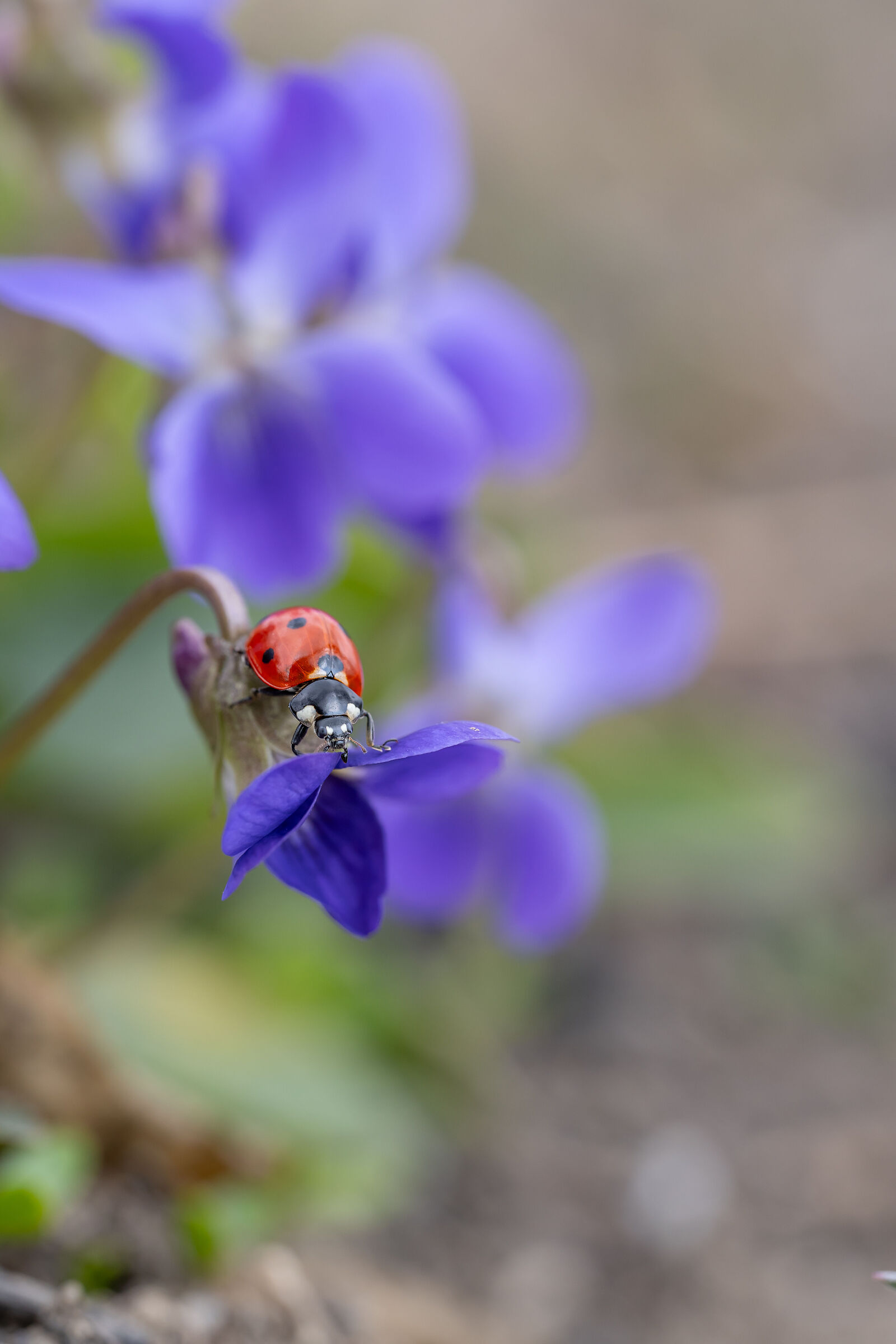 Ladybug in the flowers of fragrant violet.