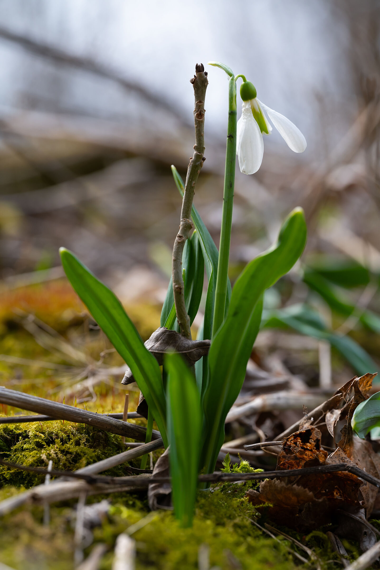 Snowdrop in the forest.