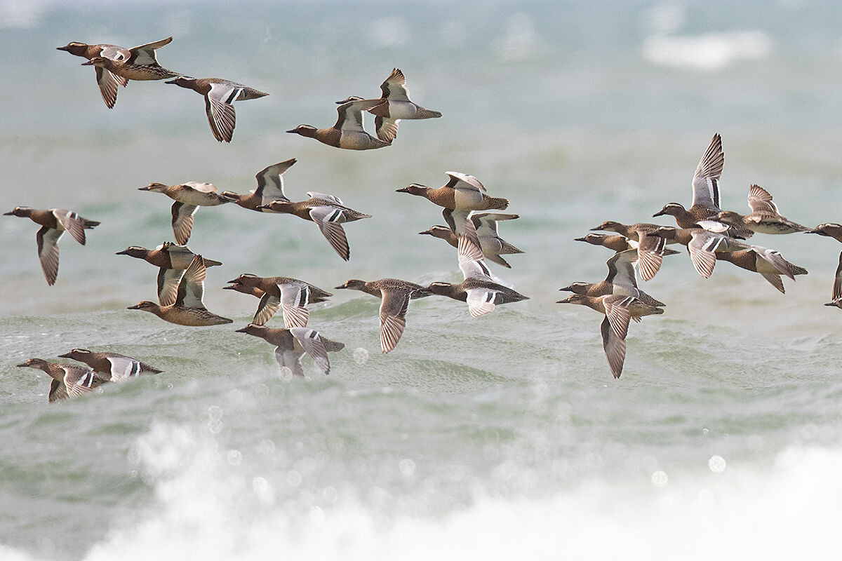 Garganey