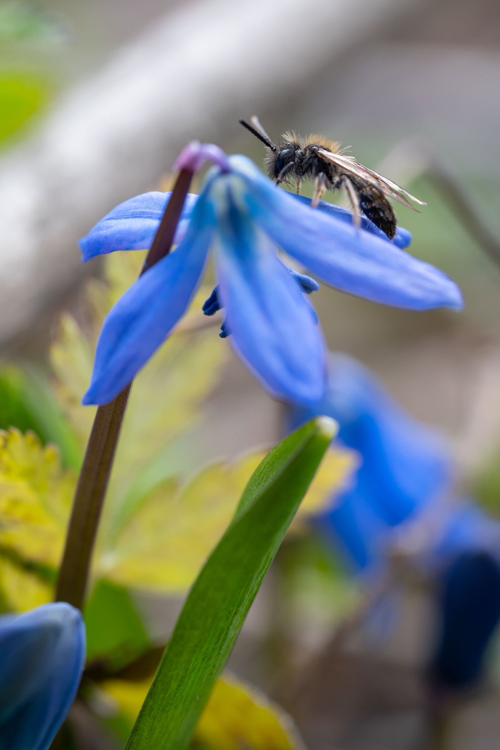 A bee on a flower