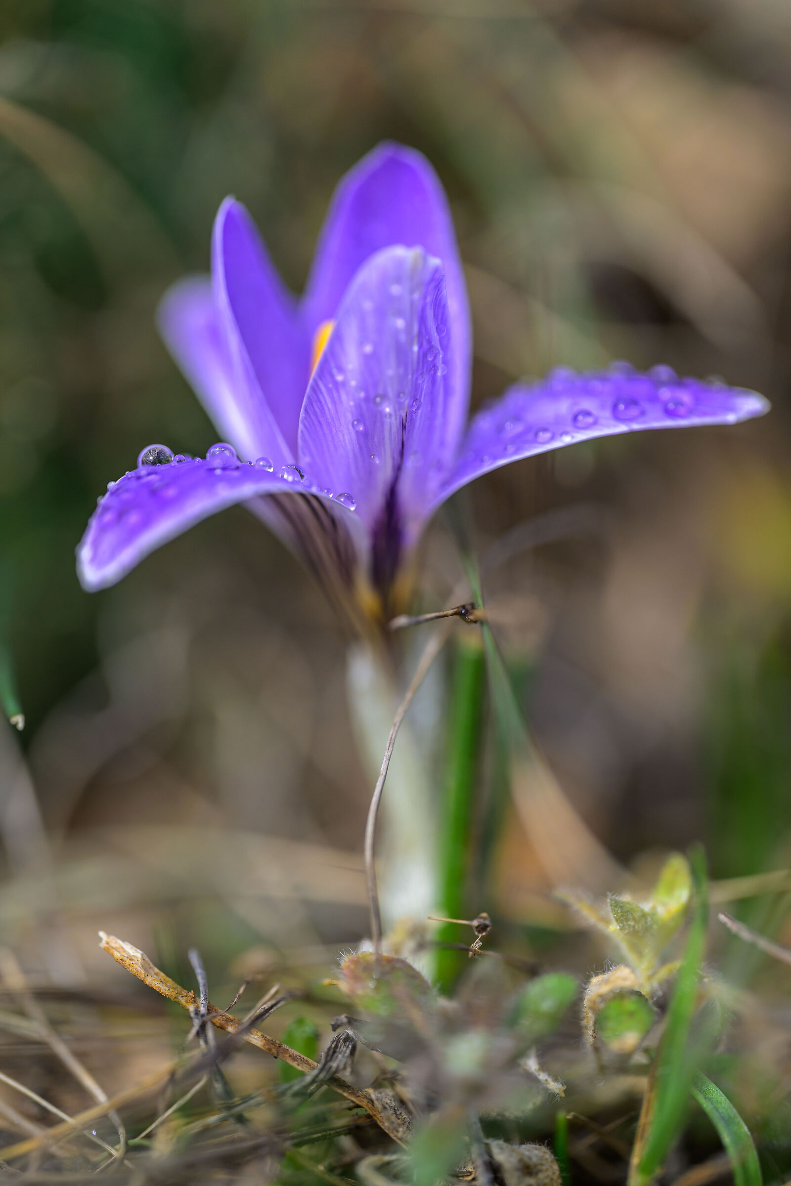 Crocus flower