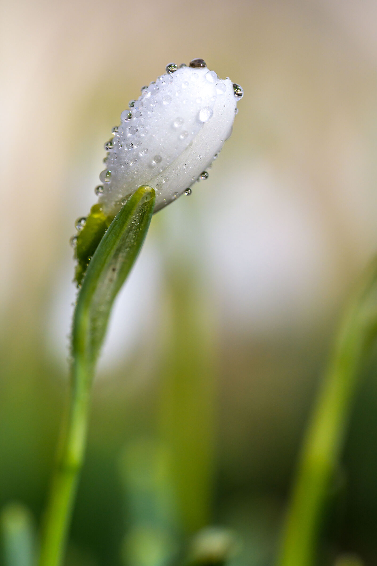 Snowdrop in drops of dew