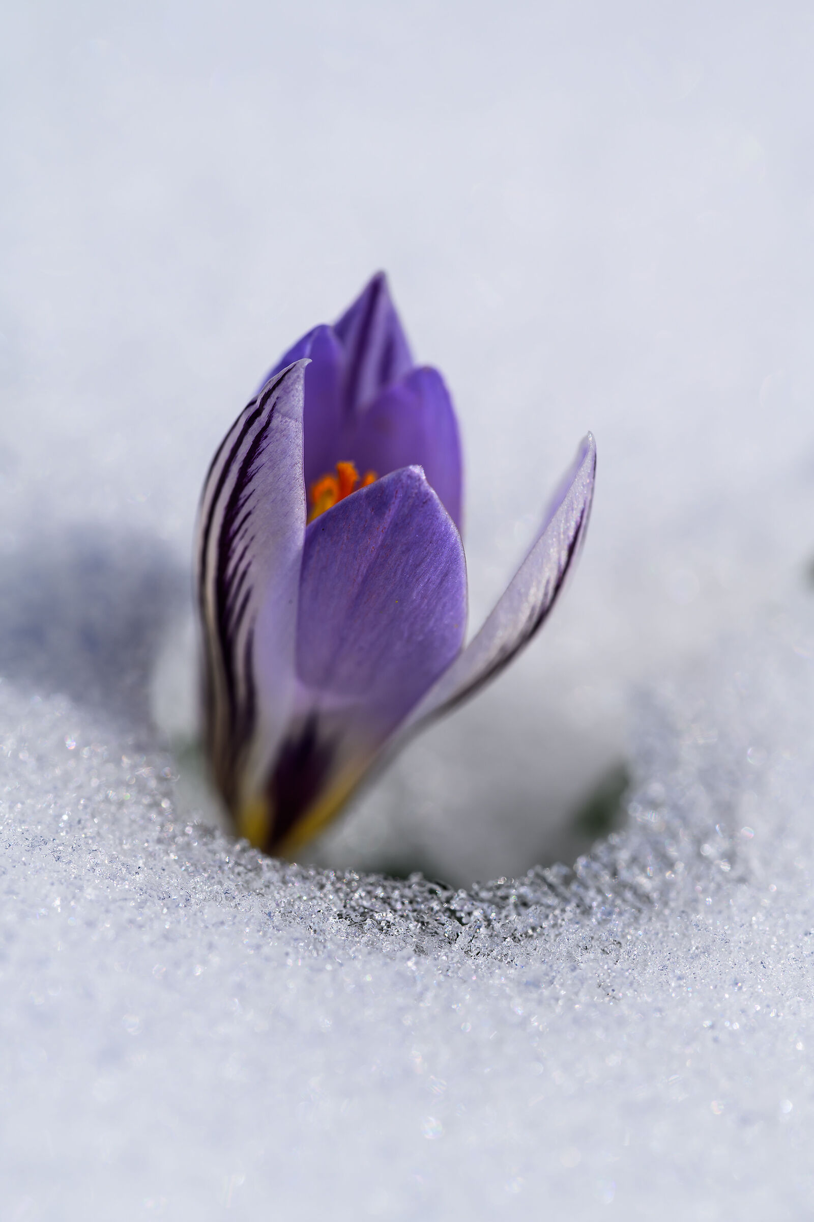 A crocus flower makes its way to the sun.