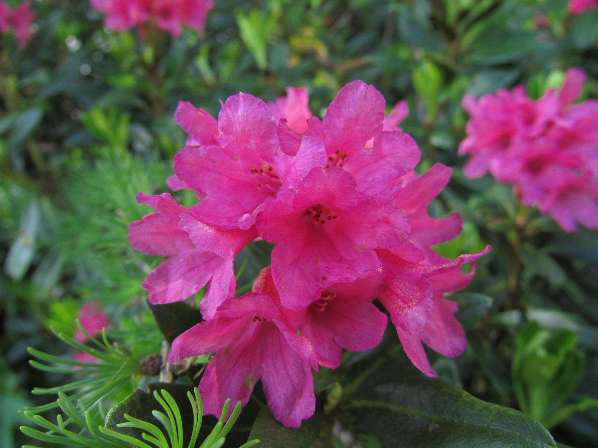 Rododendri