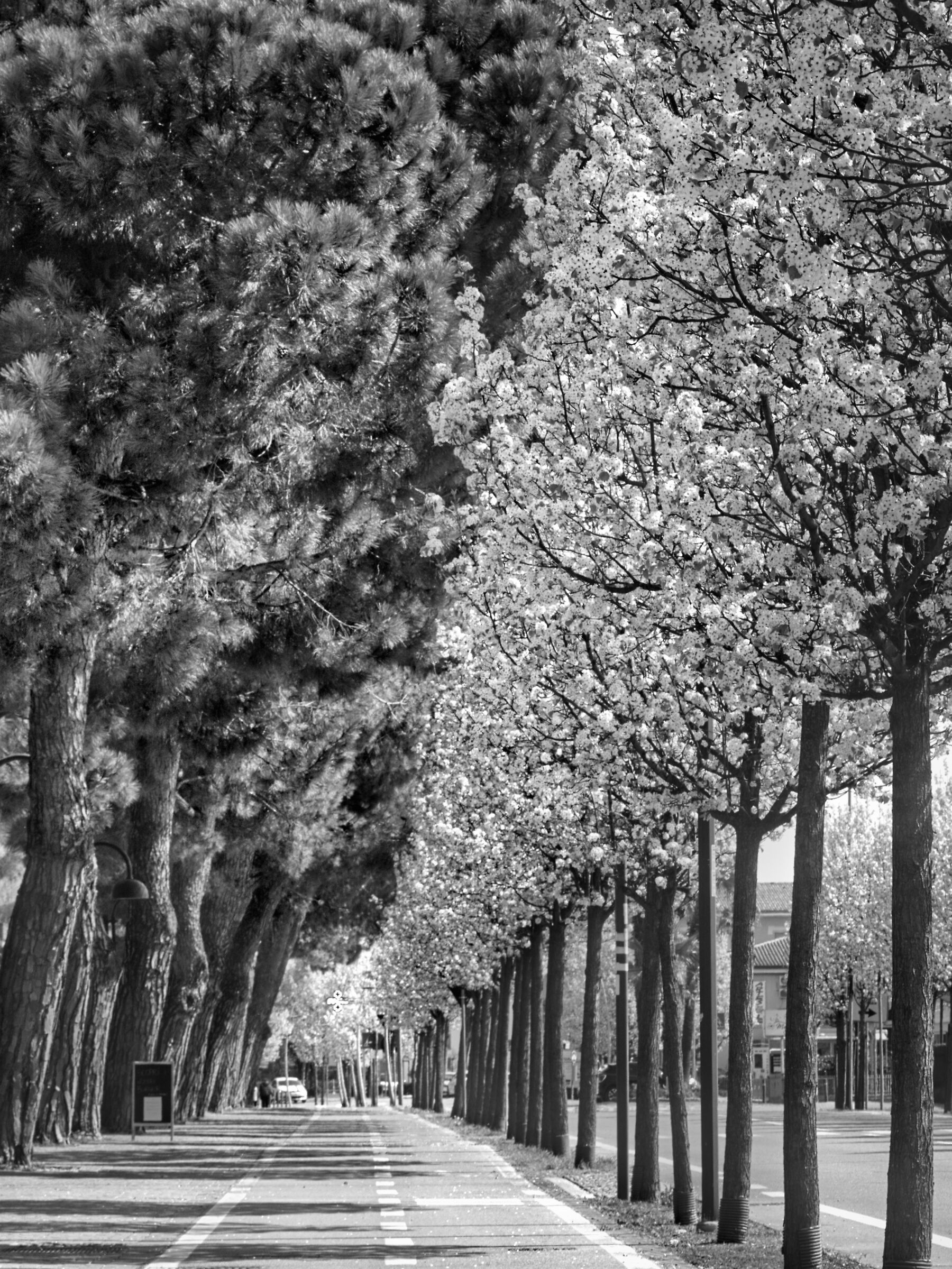 Spring border - Lugana di Sirmione