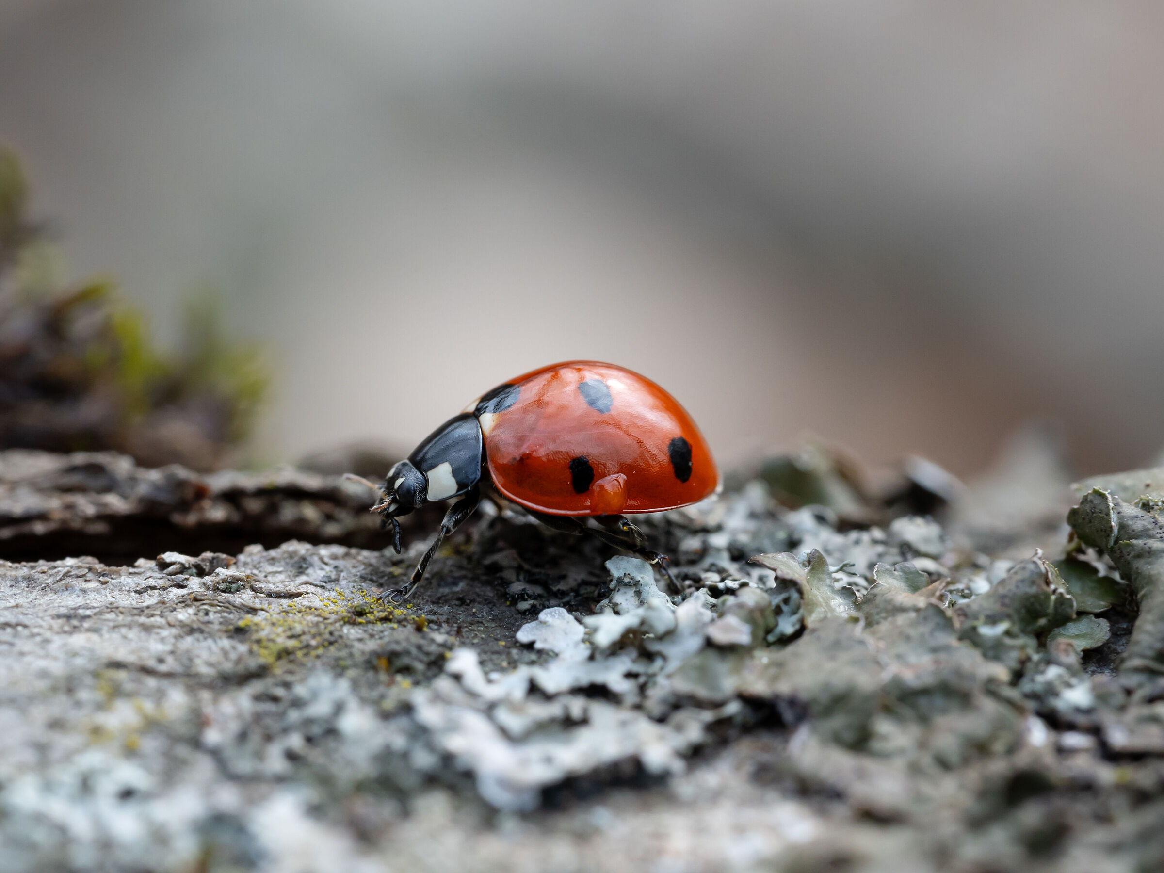 Ladybug