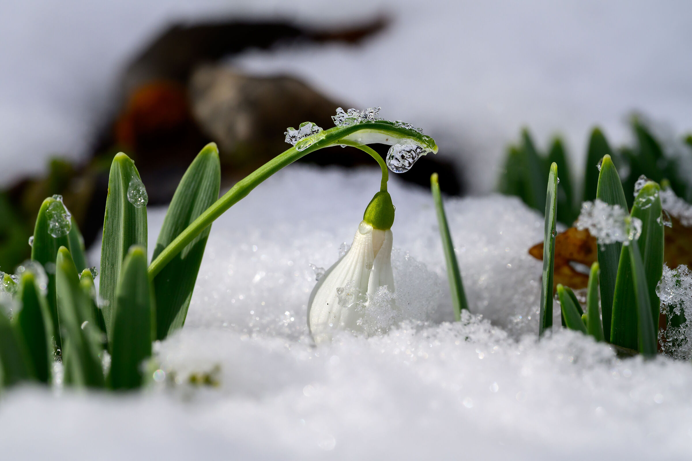 Snowdrops