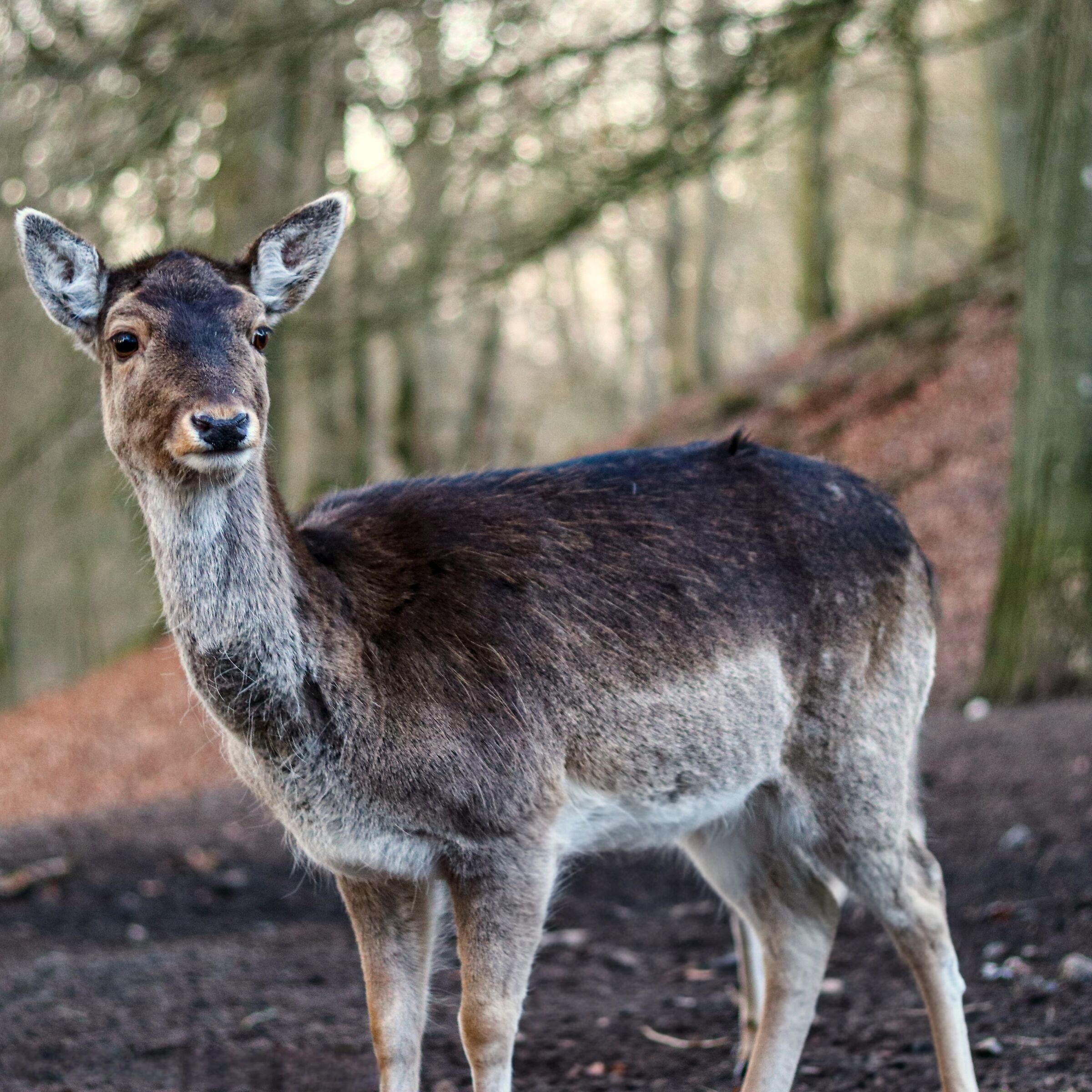 Fallow deer