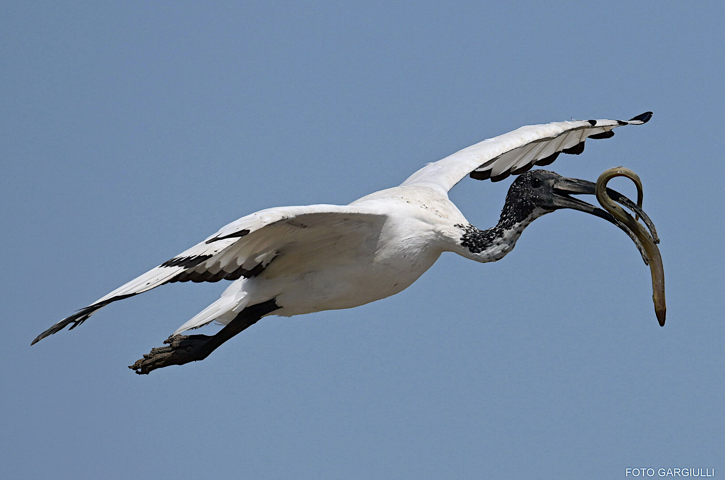 Sacred ibis with eel